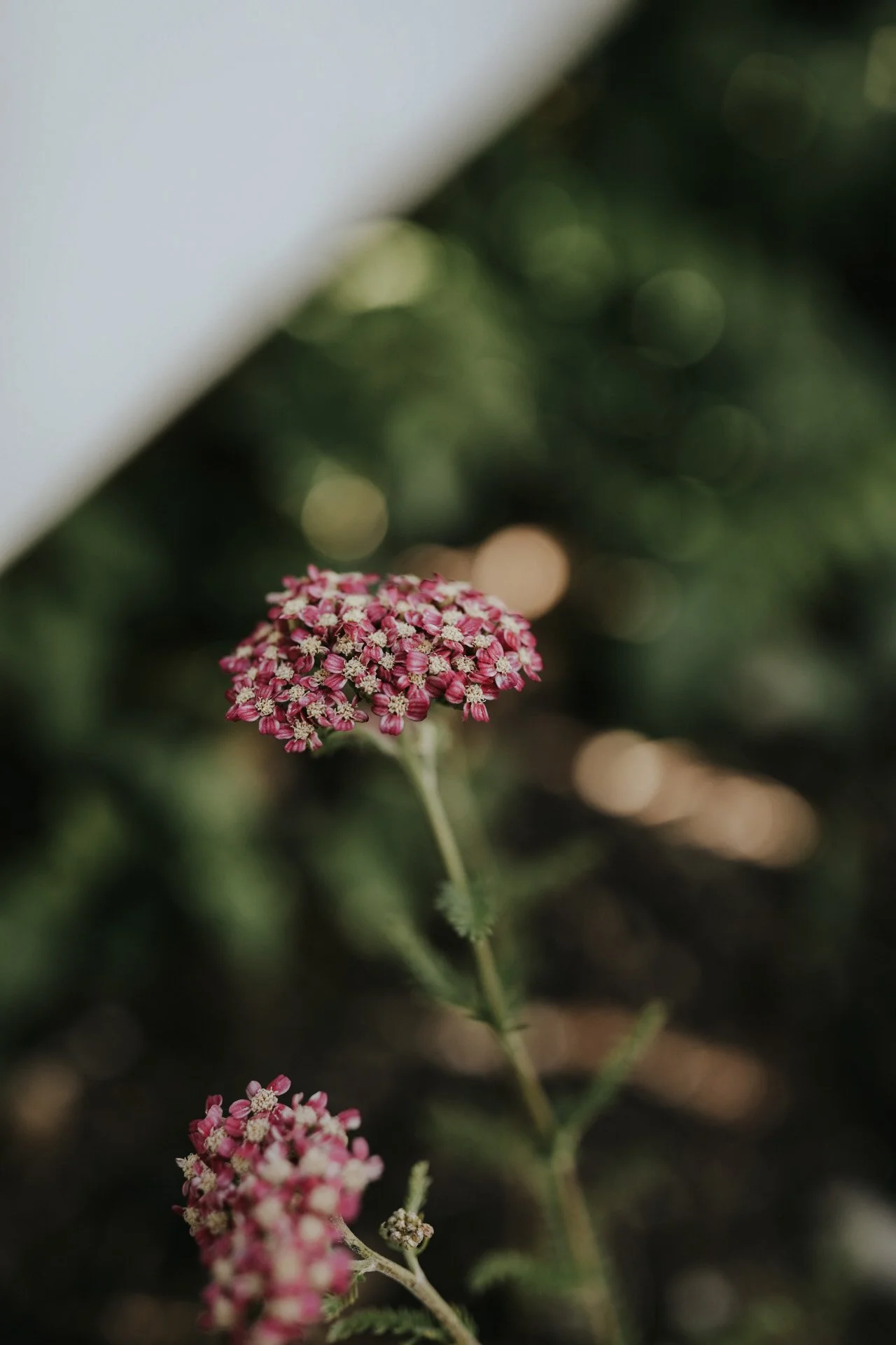Close-up of a pink yarrow flower with a blurred green background.