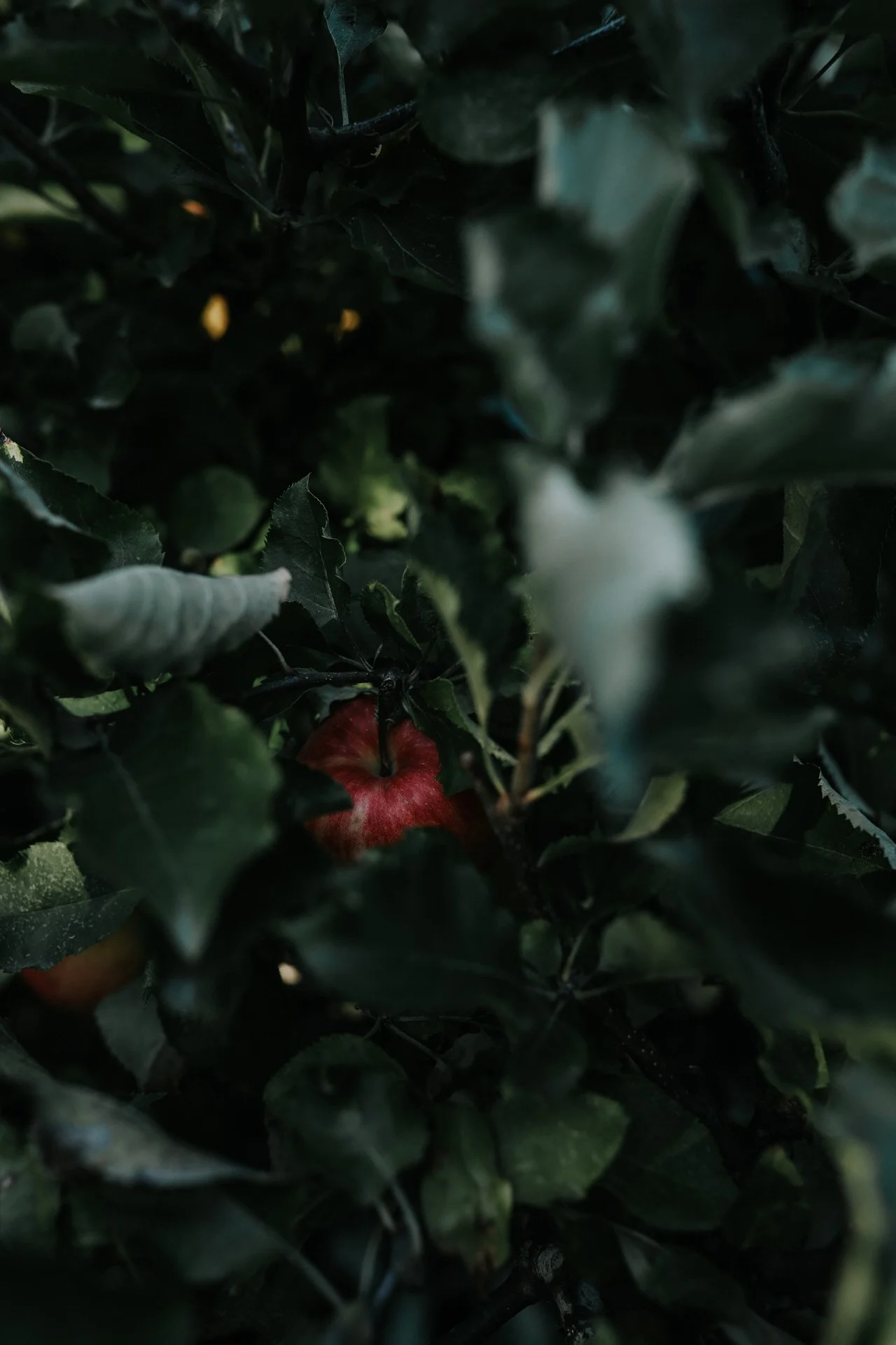Red apple hidden among dense green leaves on a tree