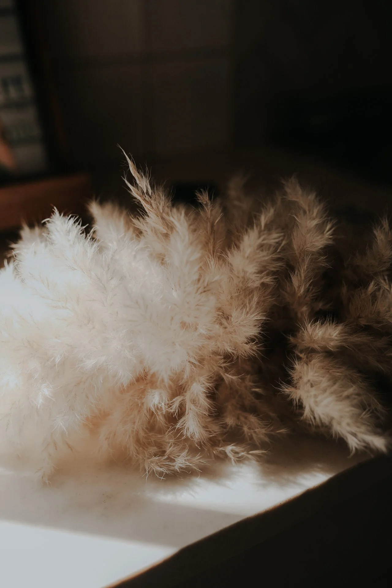 Soft, fluffy pampas grass illuminated by warm sunlight against a dark background.