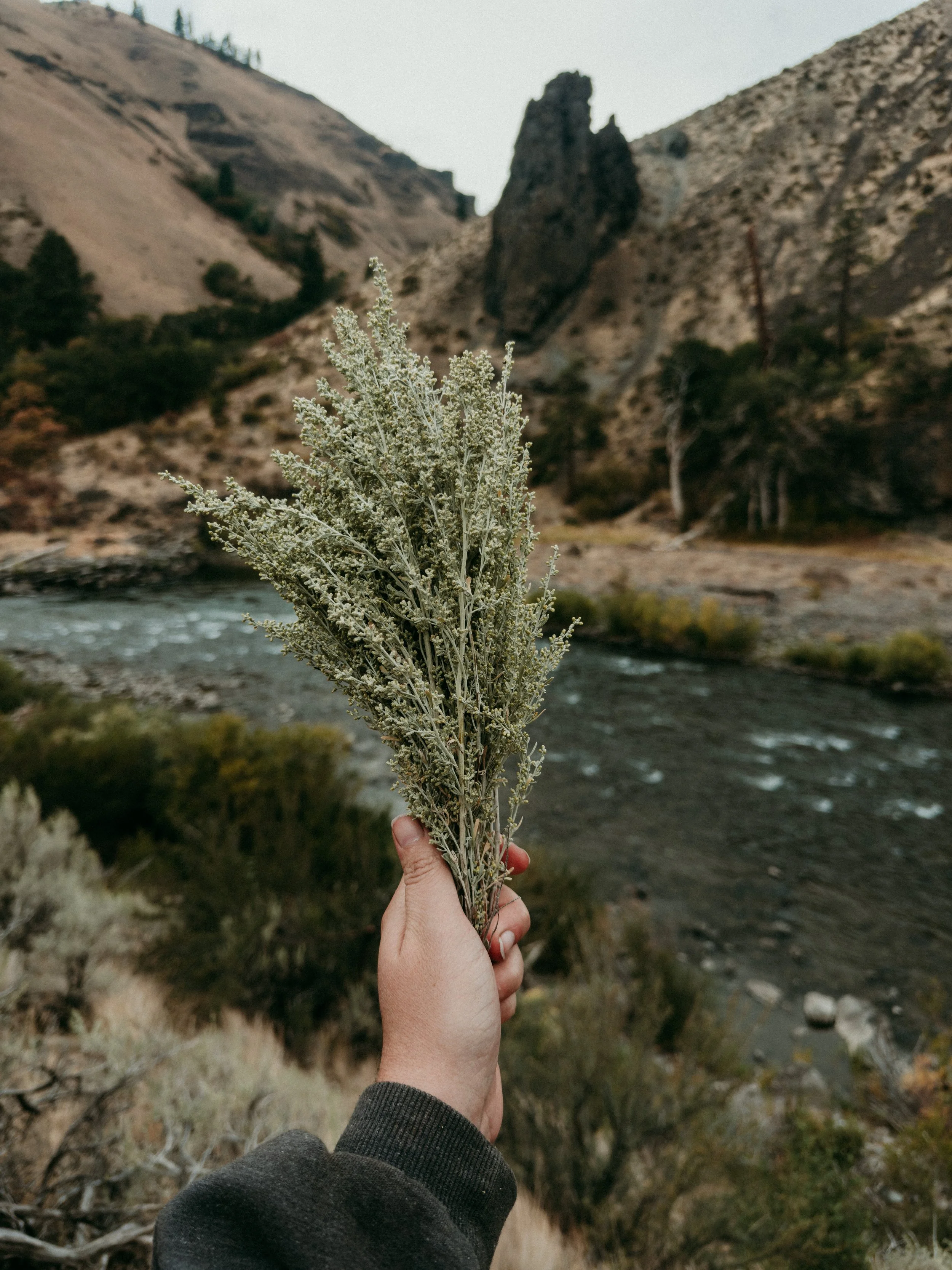 Person holding a bundle of sagebrush in front of a river with a mountainous landscape.