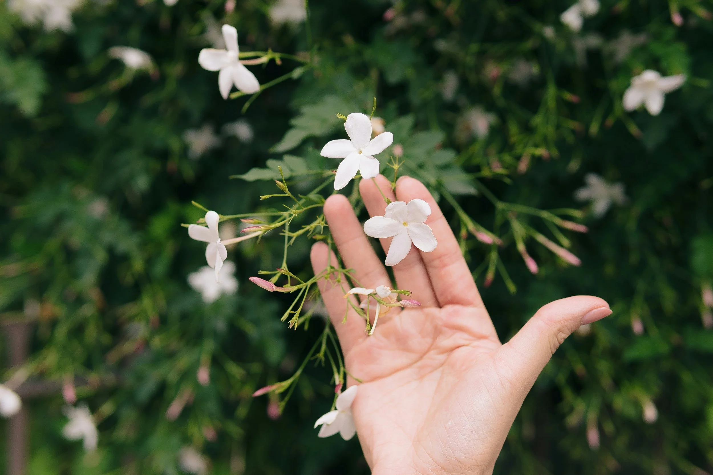 Hand holding white jasmine flowers with green foliage background.