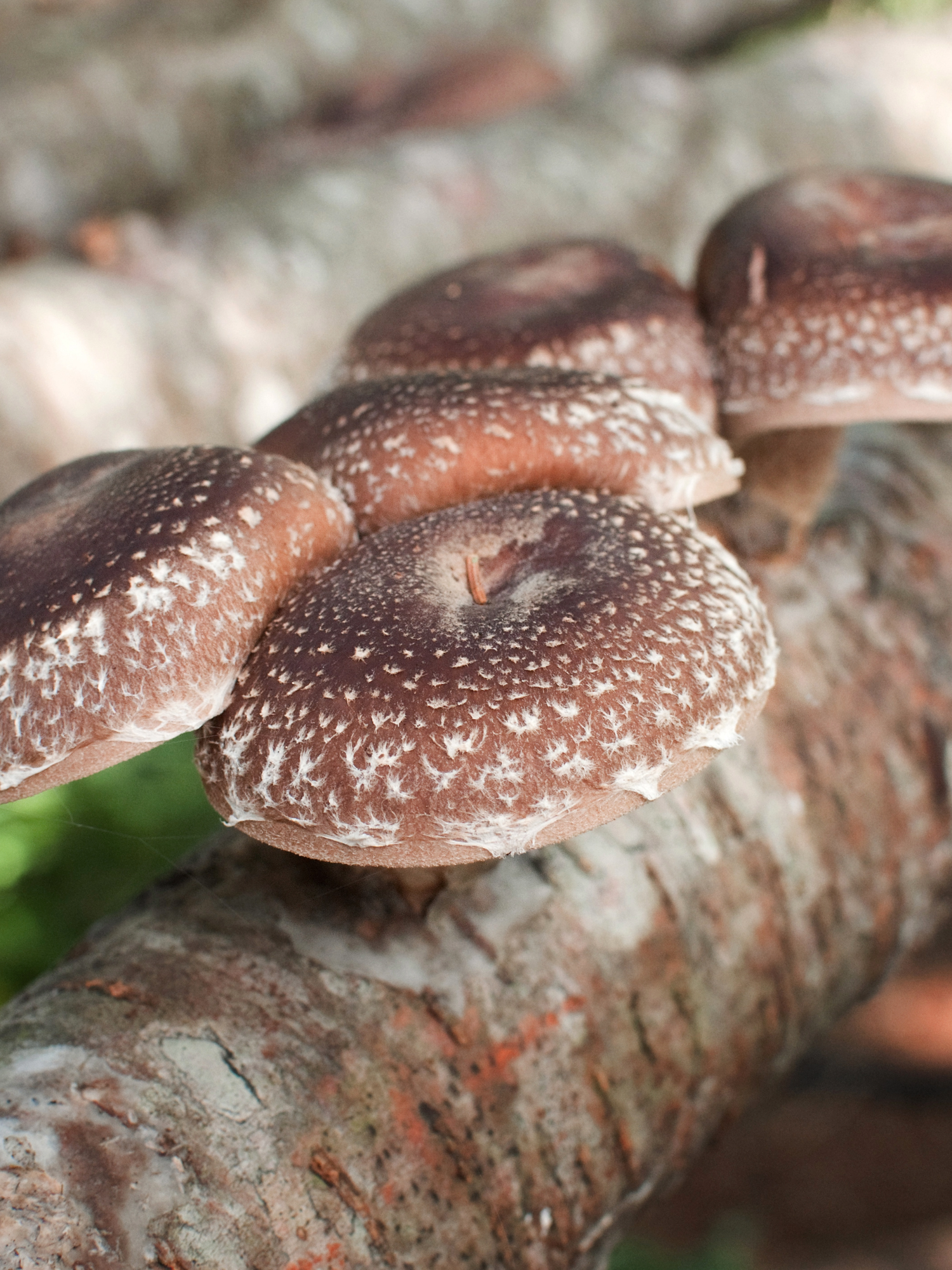 Shiitake: Radiance — Cove Mountain Mycology