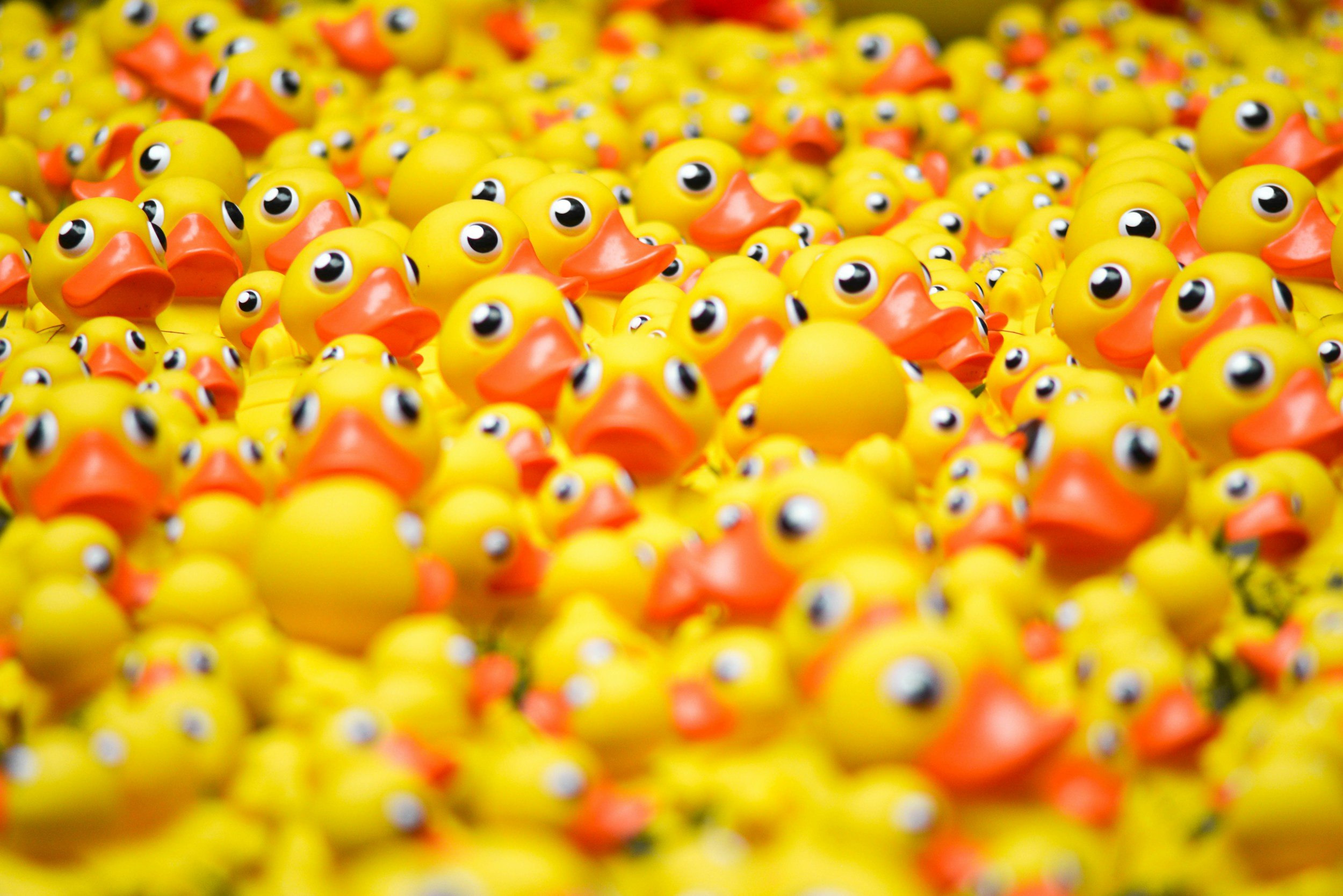 My ducks 🦆 are not in rows