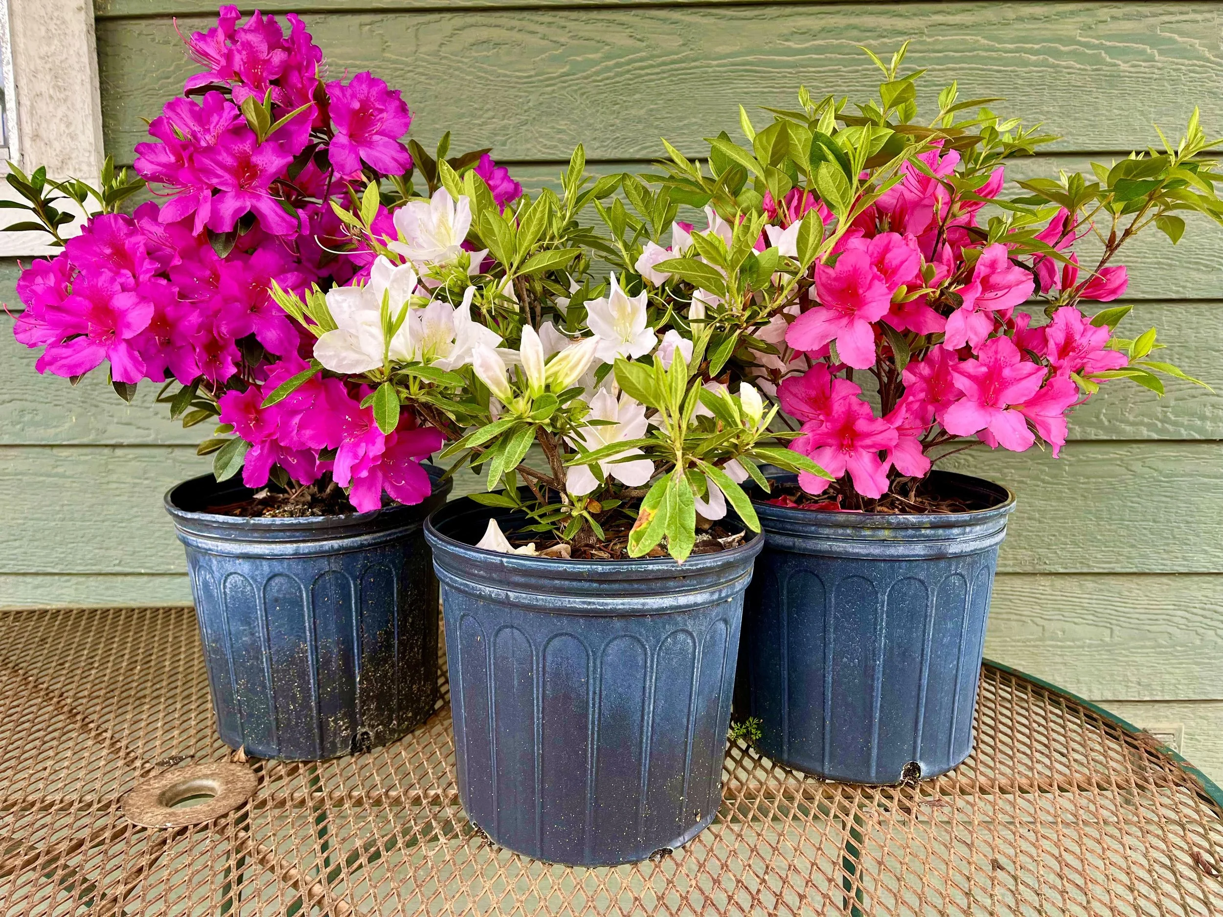 Flowers.jpg
