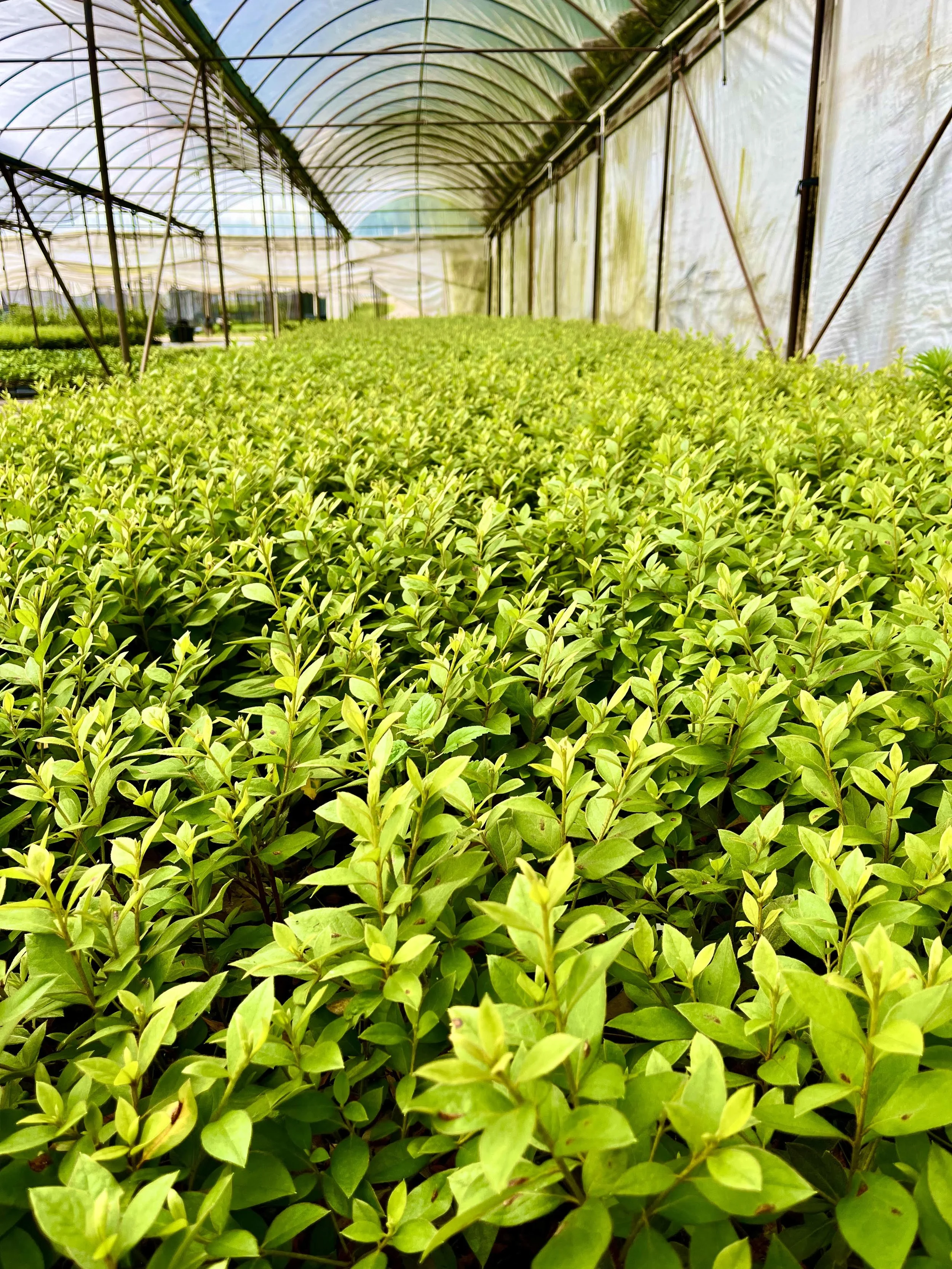 Gallery — Container Grown Nursery