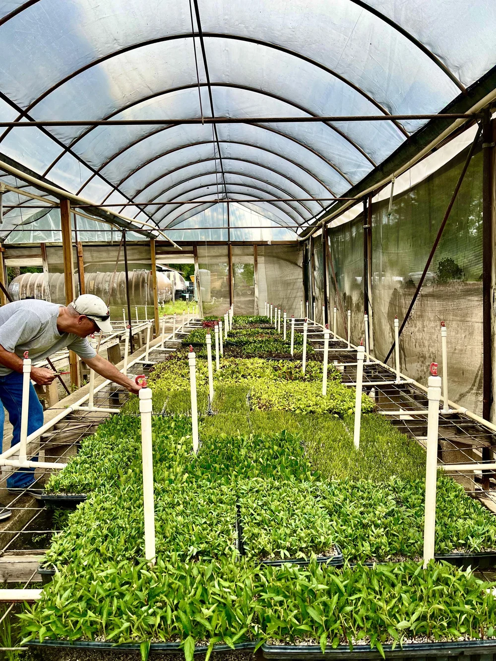 Gallery — Container Grown Nursery