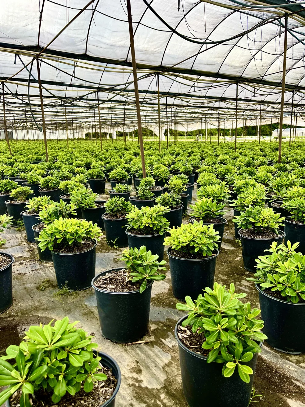 Gallery — Container Grown Nursery