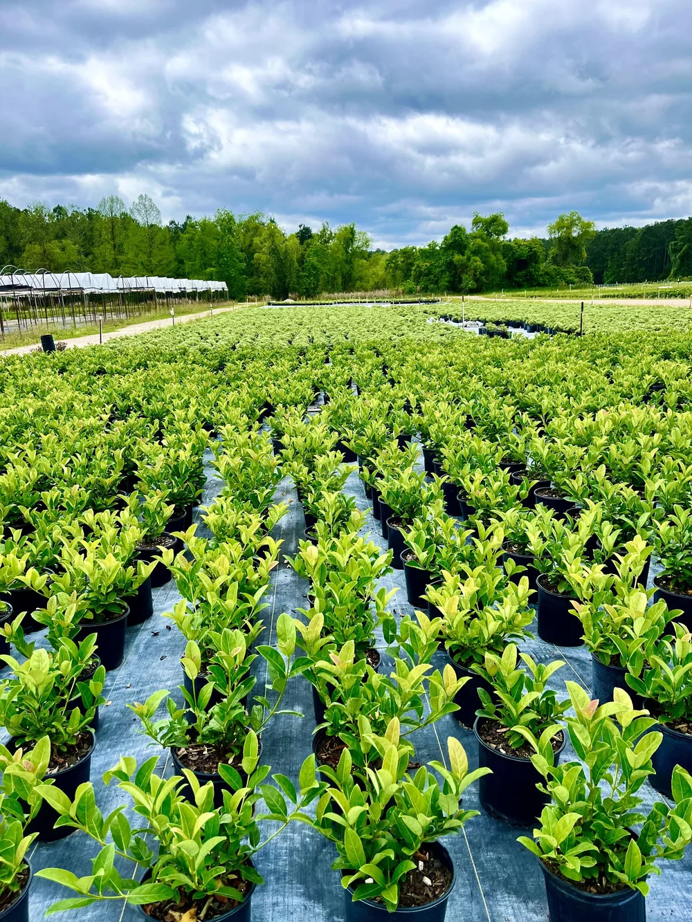 Gallery — Container Grown Nursery