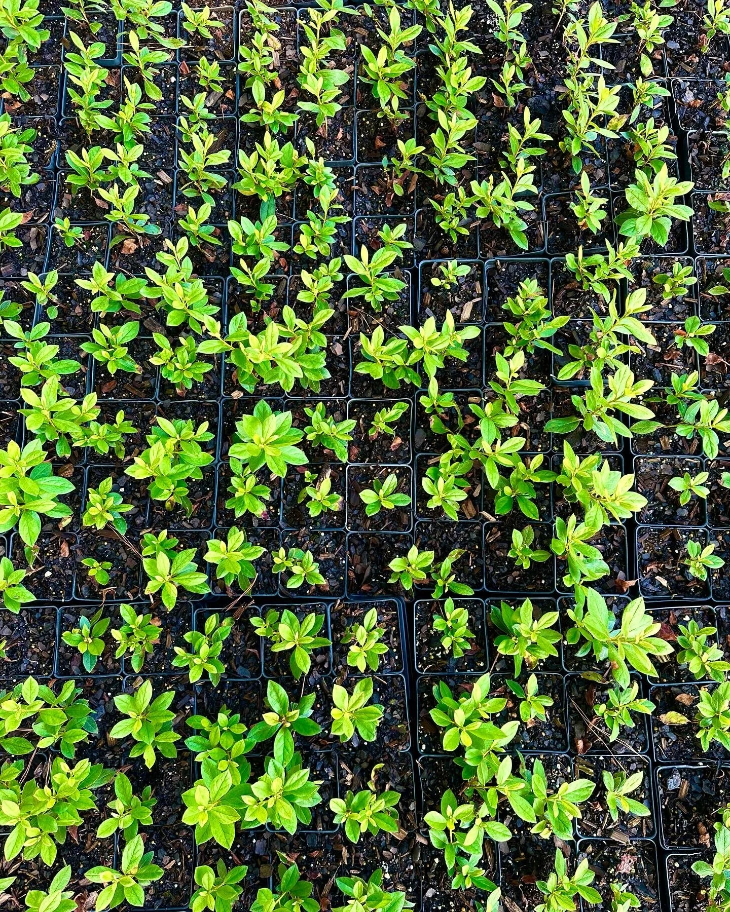 ED4A7E11-81BE-4A4B-BA01-D28CF7BFE10E (1).JPG