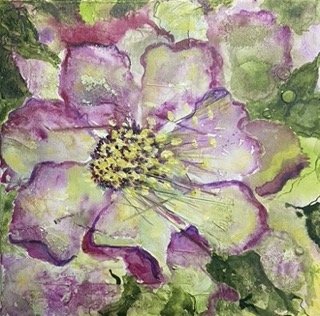 Hellebore 2