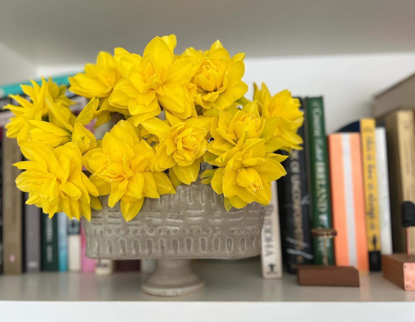 Missing these daffodils that look like dahlias 💛

#slowceramics #slowflowers #chicagoflowers
#hydroponic 
#hydroponicflowers
#hydroponicflowerfarm
#urbanfarm
#urbanmicroflowerfarm
#microflowerfarm
#flowers 
#flowercsa
#flowersubscription 
#chicagofl