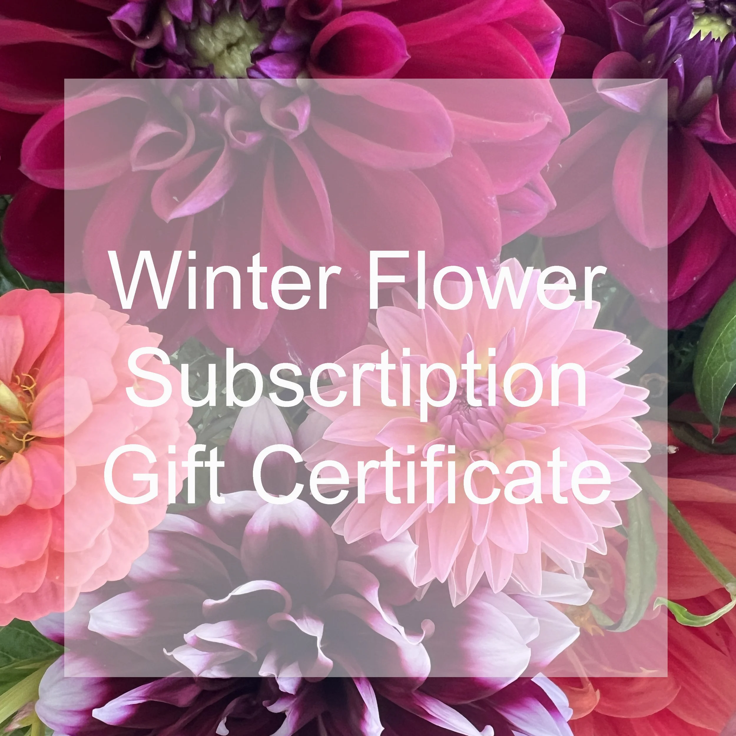 Winter Gift Certificate web.jpg