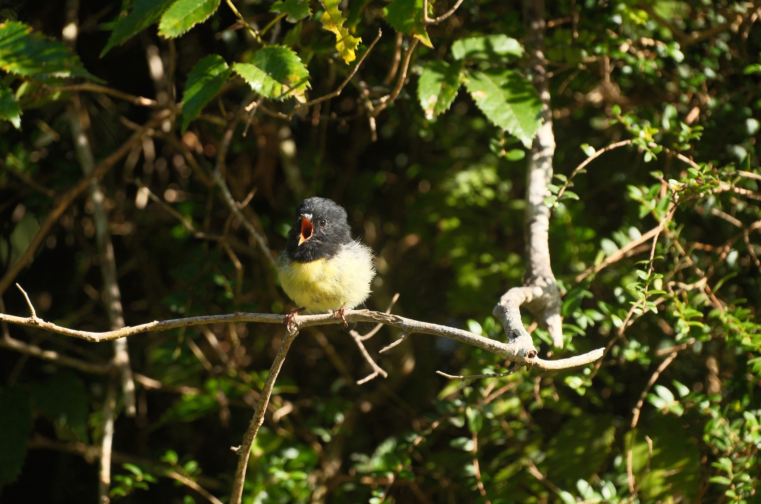 Kakaruwai / South Island Robin (Petroica australis), New Zealand