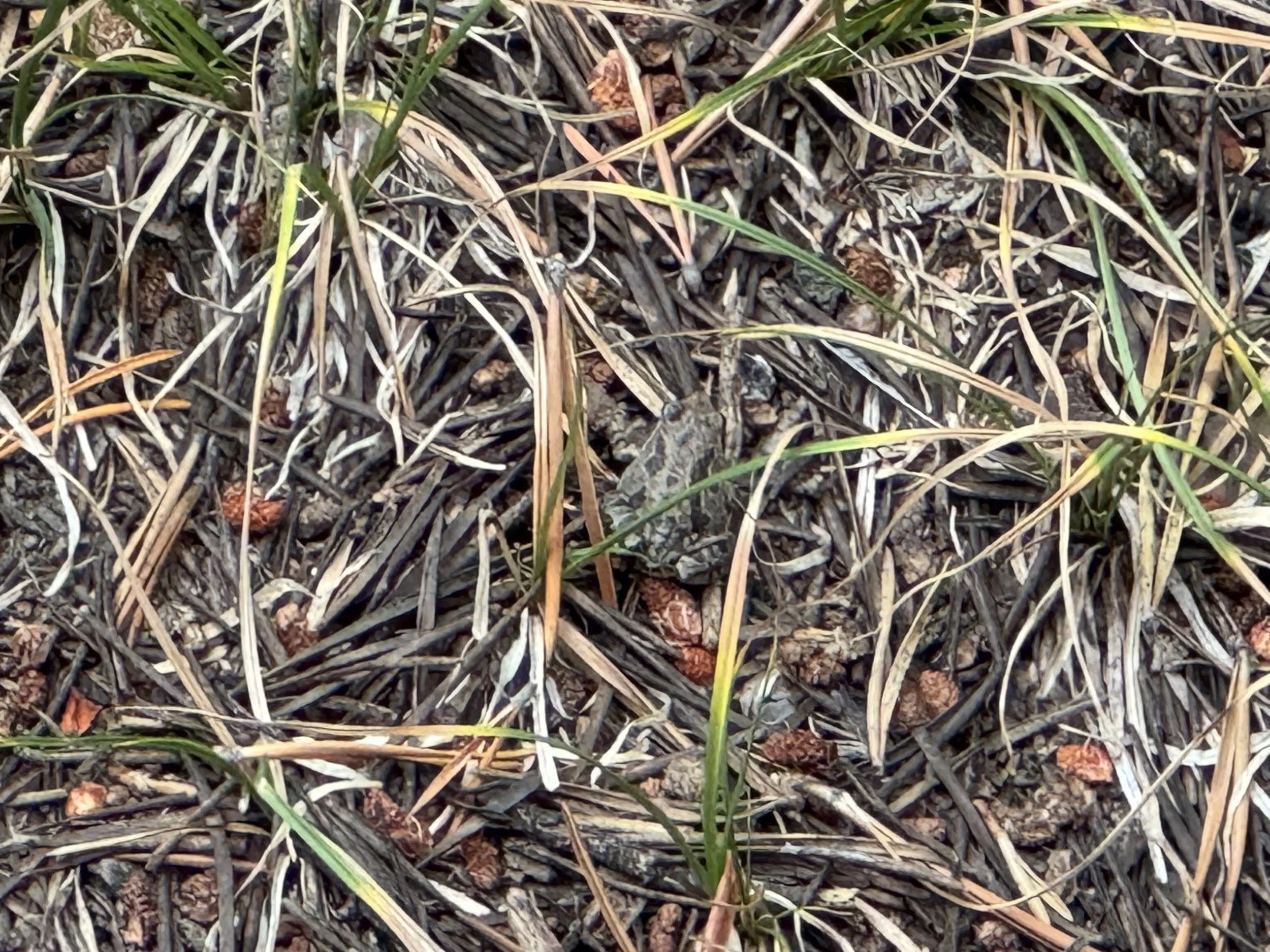 IMG_6032.jpeg