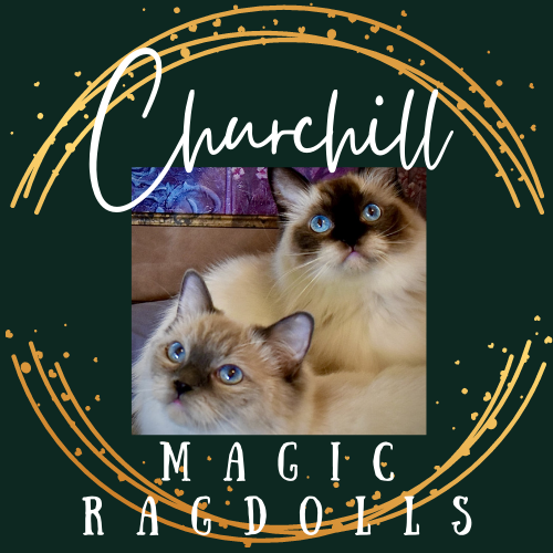 Churchill Magic Ragdolls