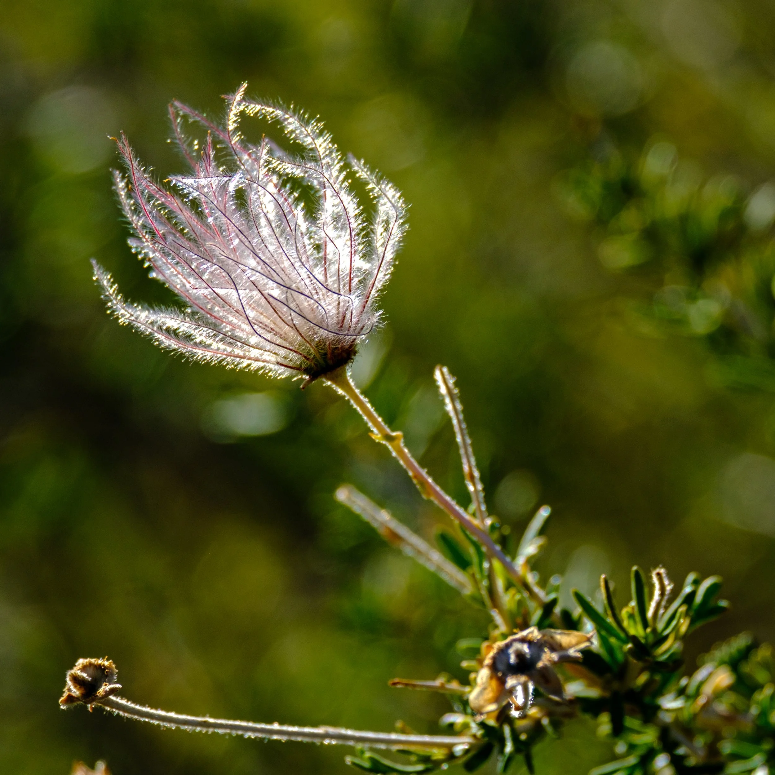 Apache Plume At sunset Crater-2.jpg