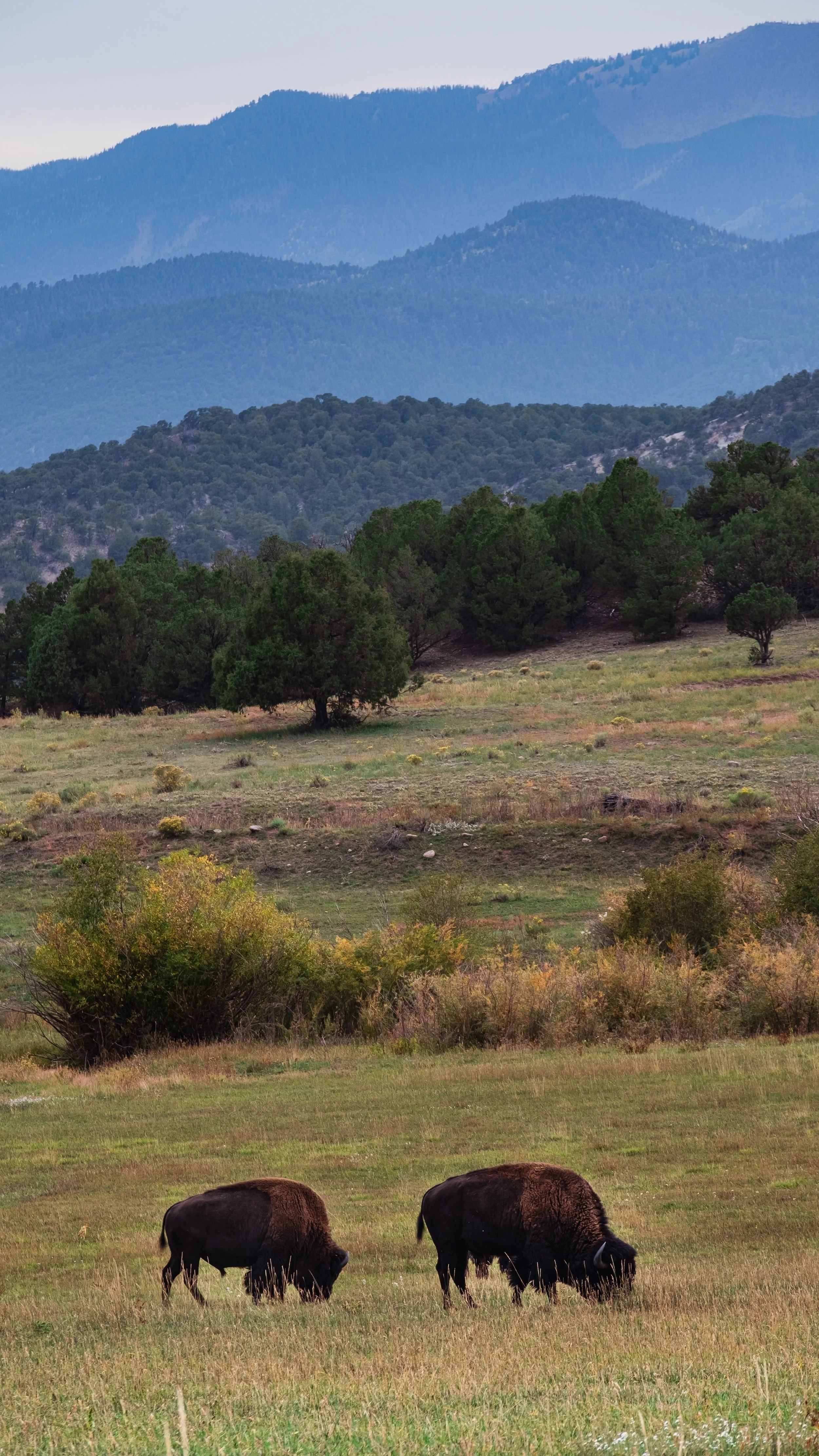 Colorado Buffalo.jpg