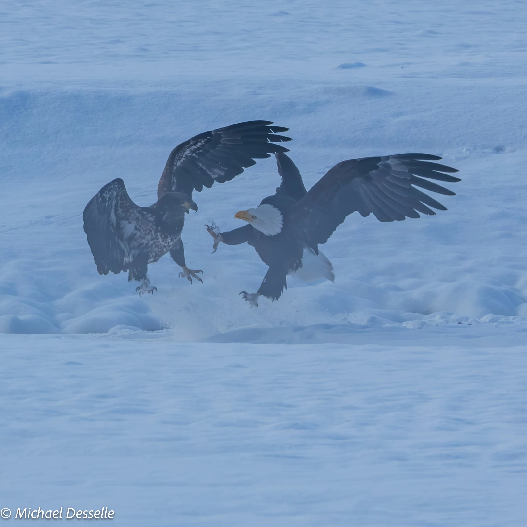 Juvenile Adult fight 2.jpg