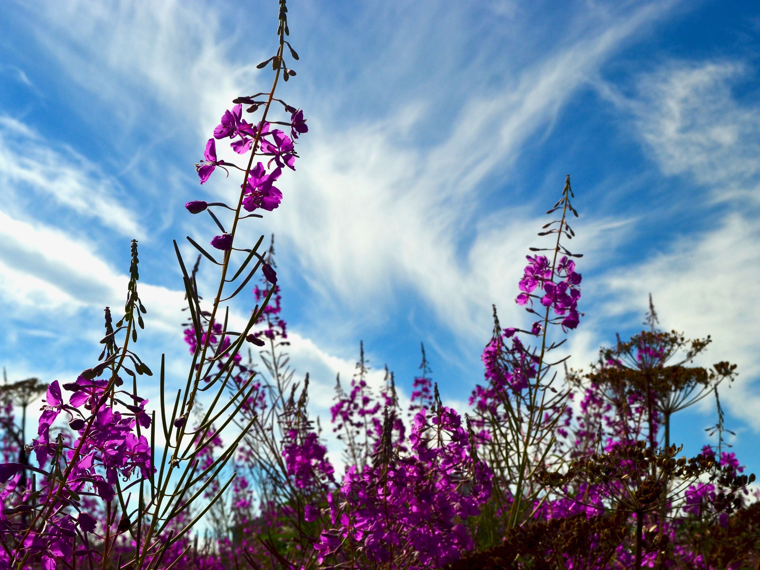 Talkeetna Fireweed and clouds