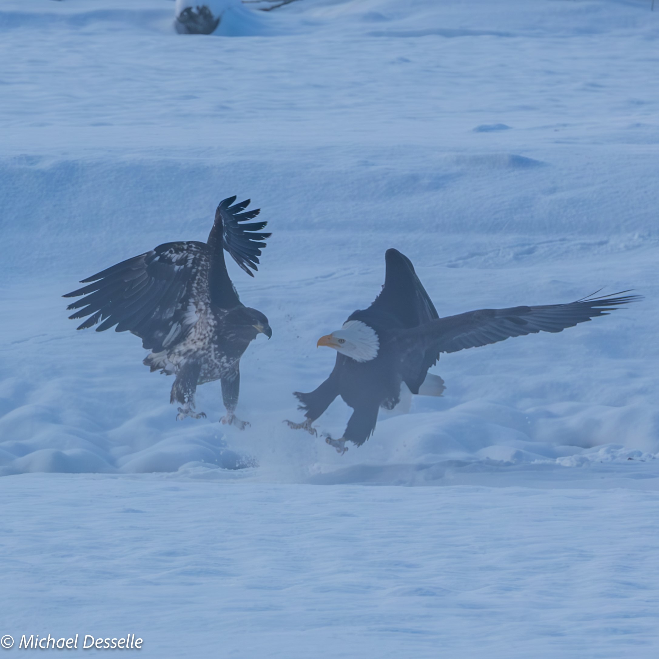 Juvenile Adult fight 1.jpg