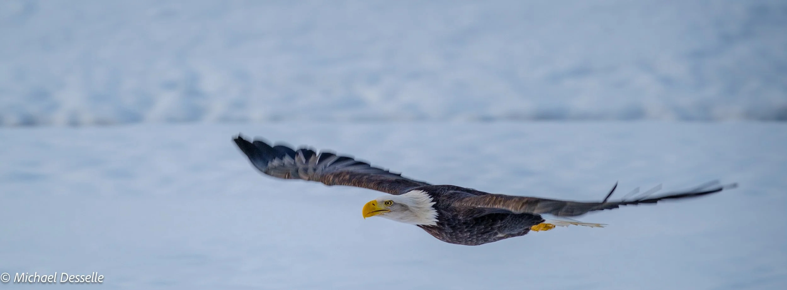 Eagle Flight 1.2.jpg