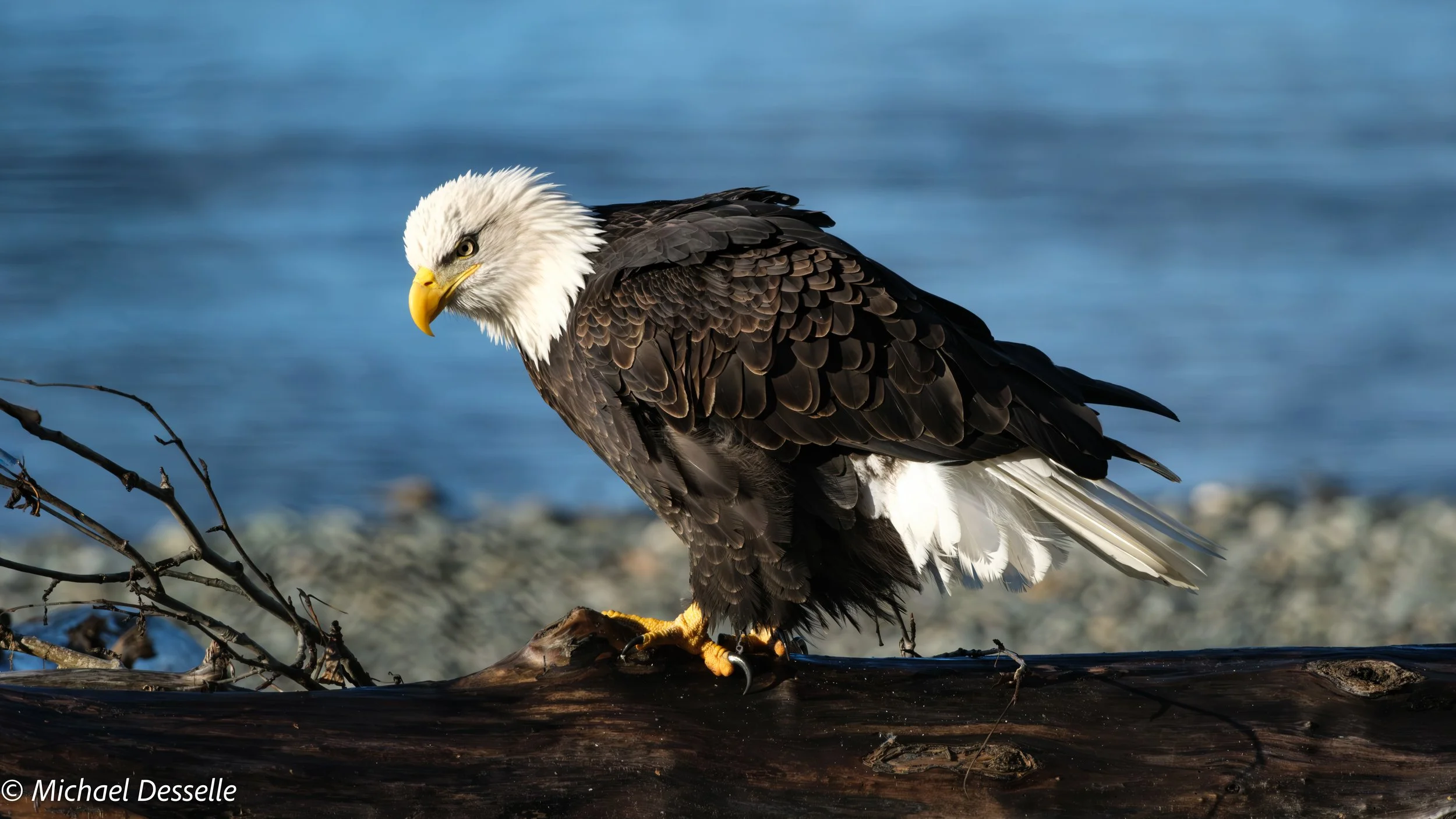 Banded Bald Eagle.jpg