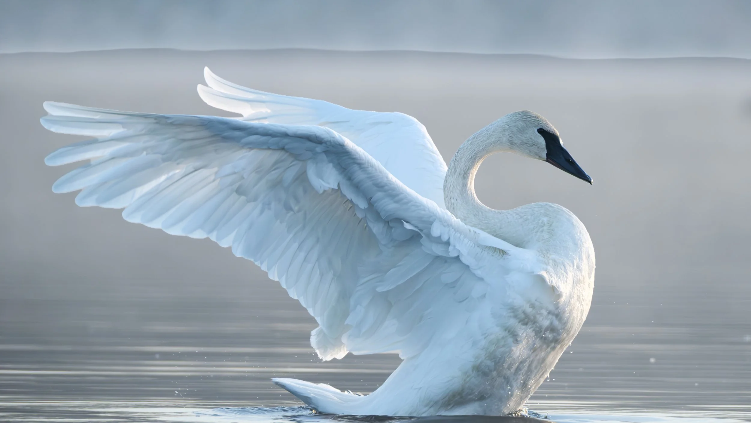 Migrating Swan in Arkansas