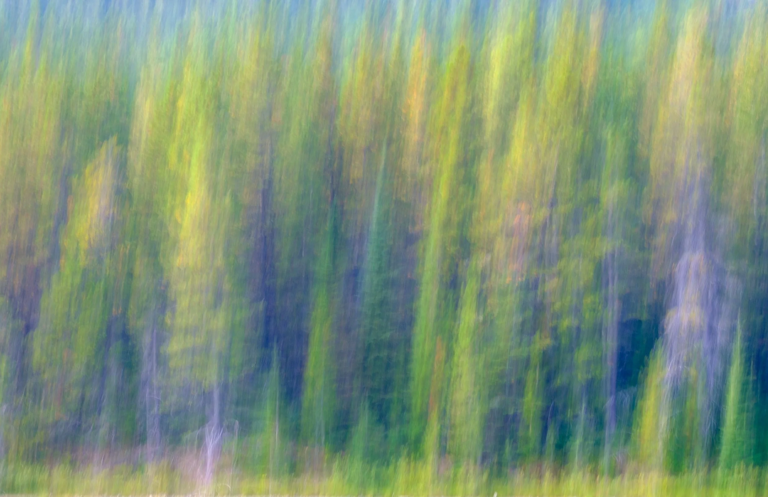 Forest ICM (Fisher Cap Lake)-1.jpg