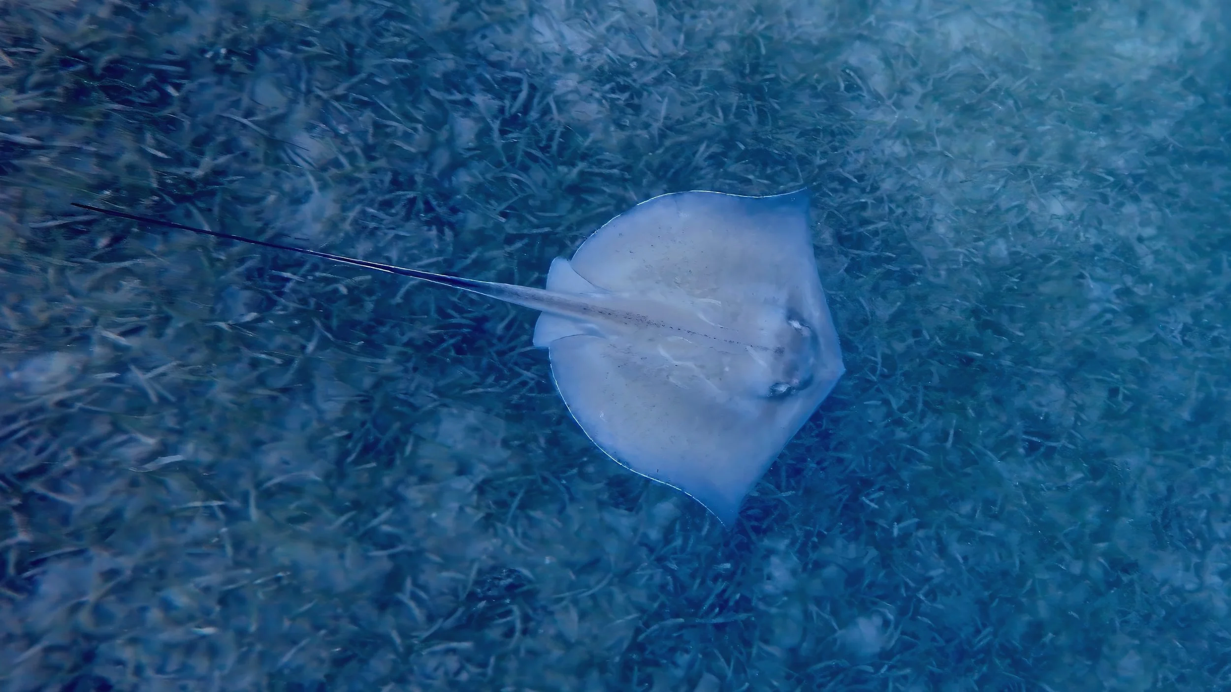 BVI Ray