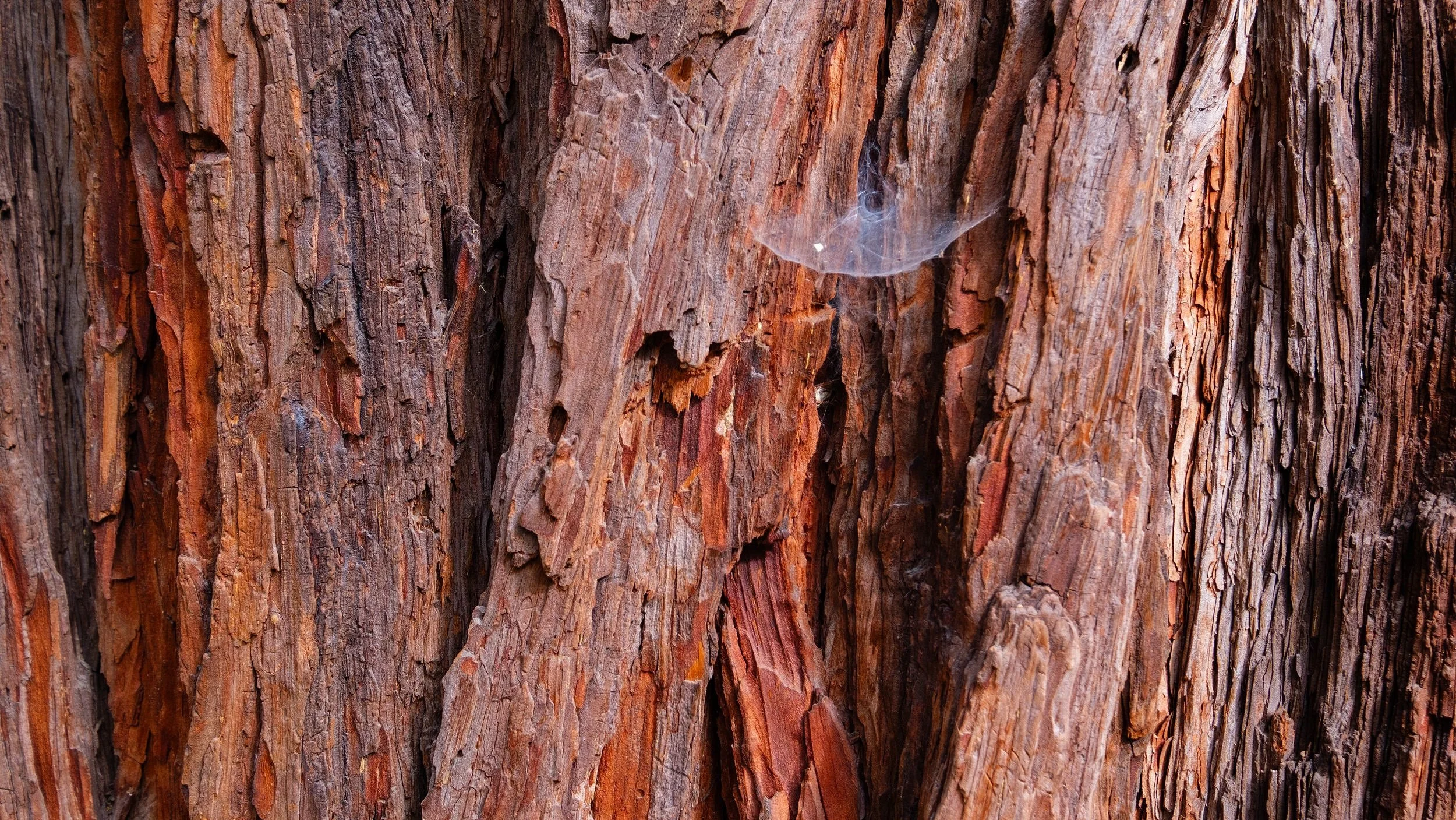 California Incense Cedar