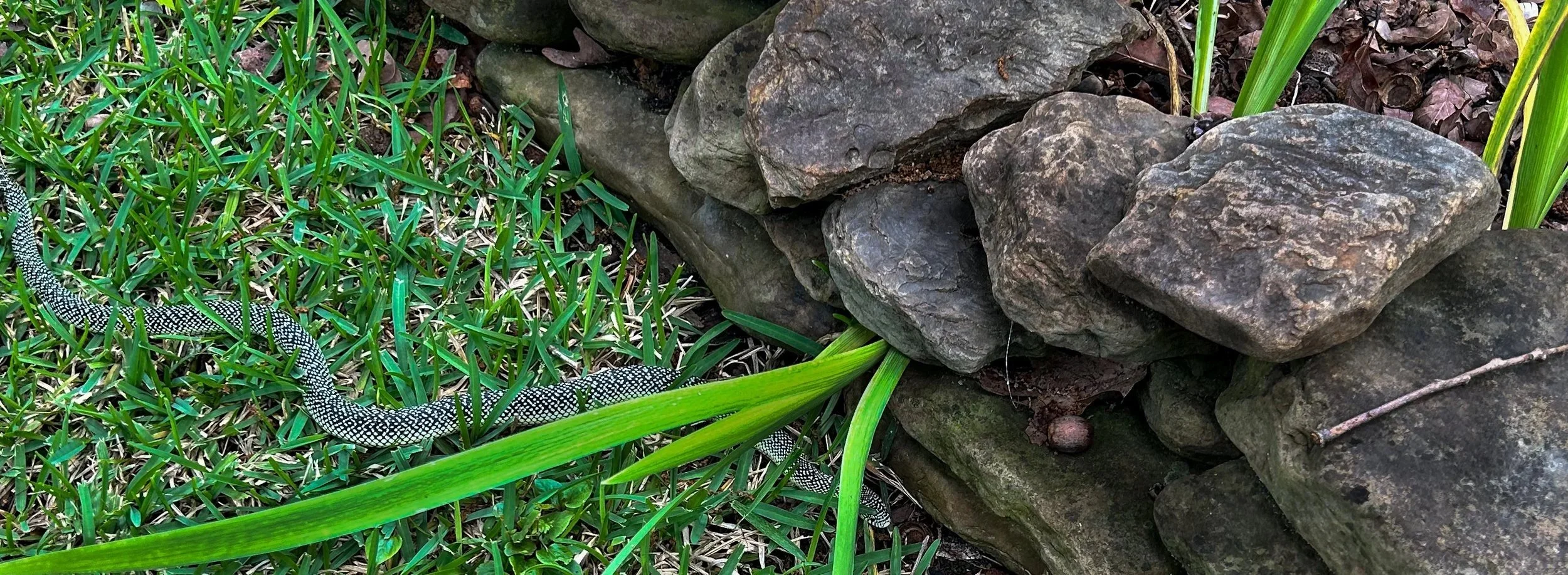 King snake in the grass