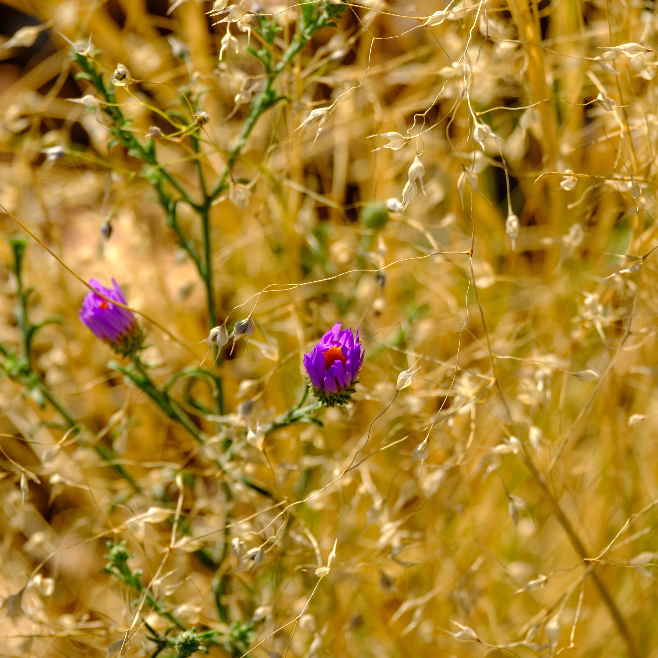 Hoary Tansyaster-1.jpg