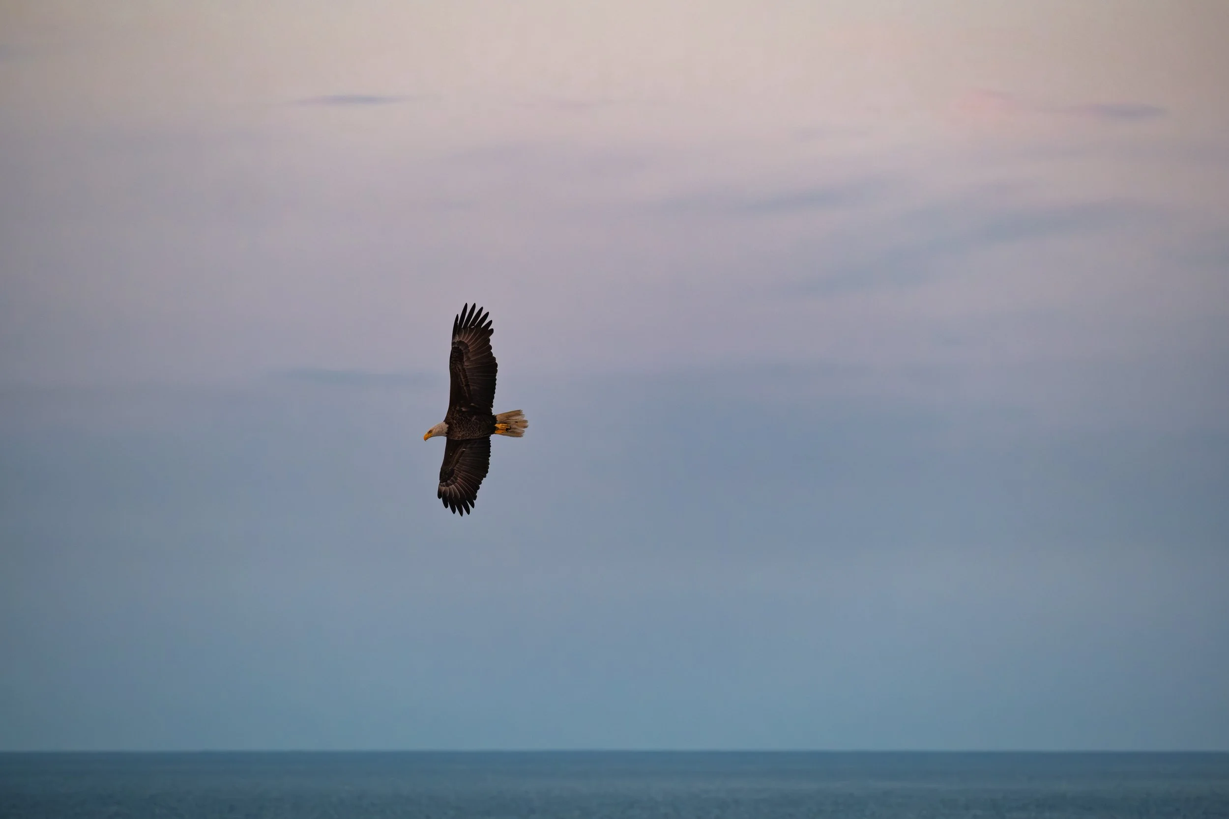 EmeraldIsleBaldEagle-2.jpg