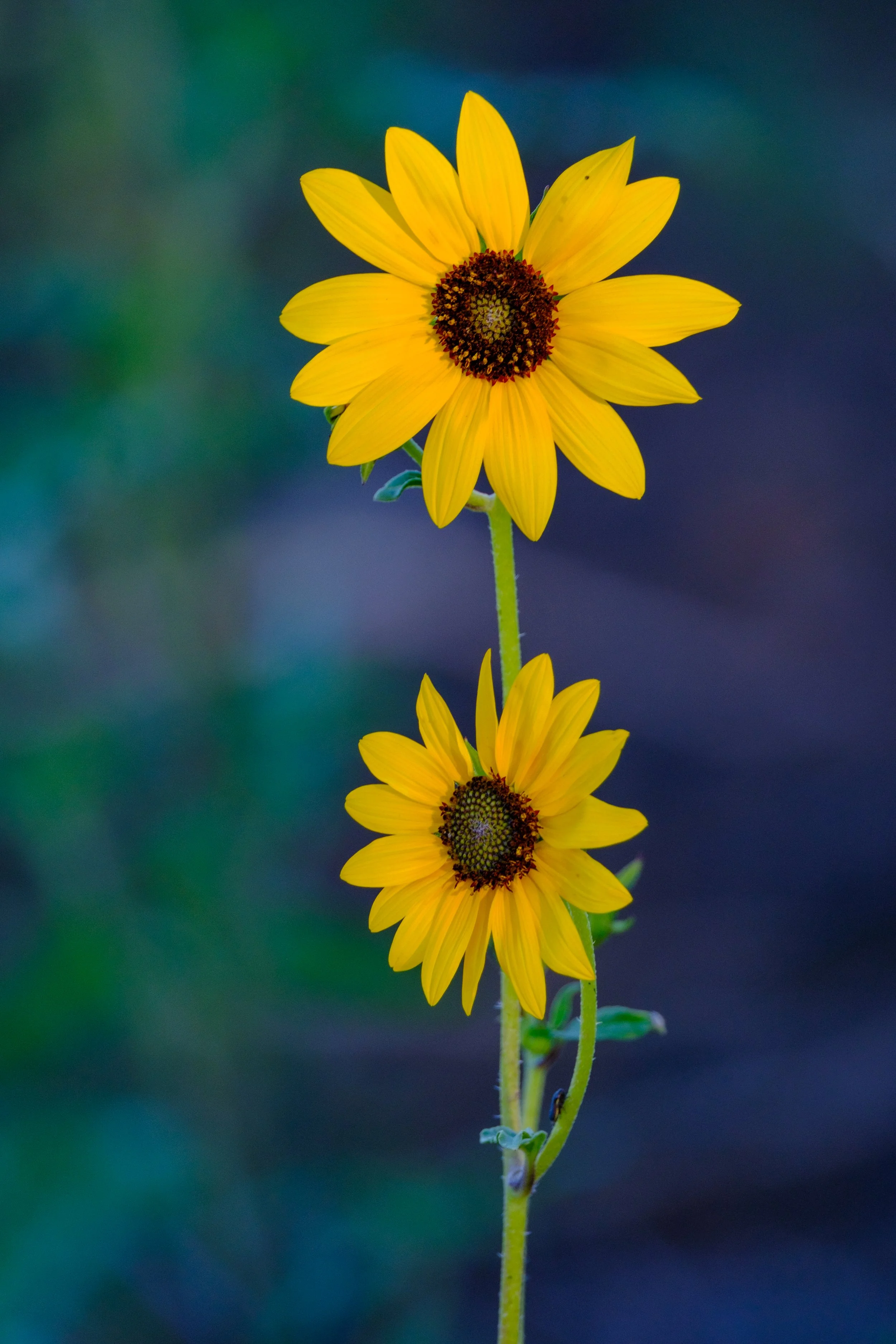 Common Sunflower series-1.jpg