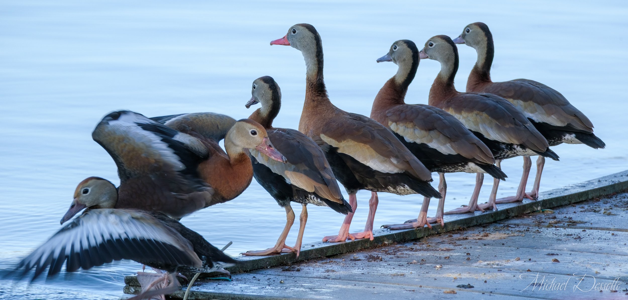 Get your Whistling Ducks in a Row