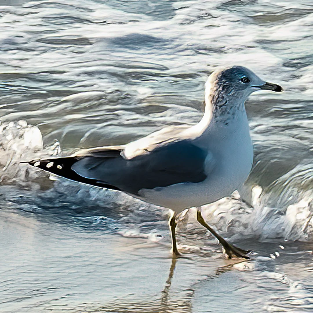 seagull-1.jpg