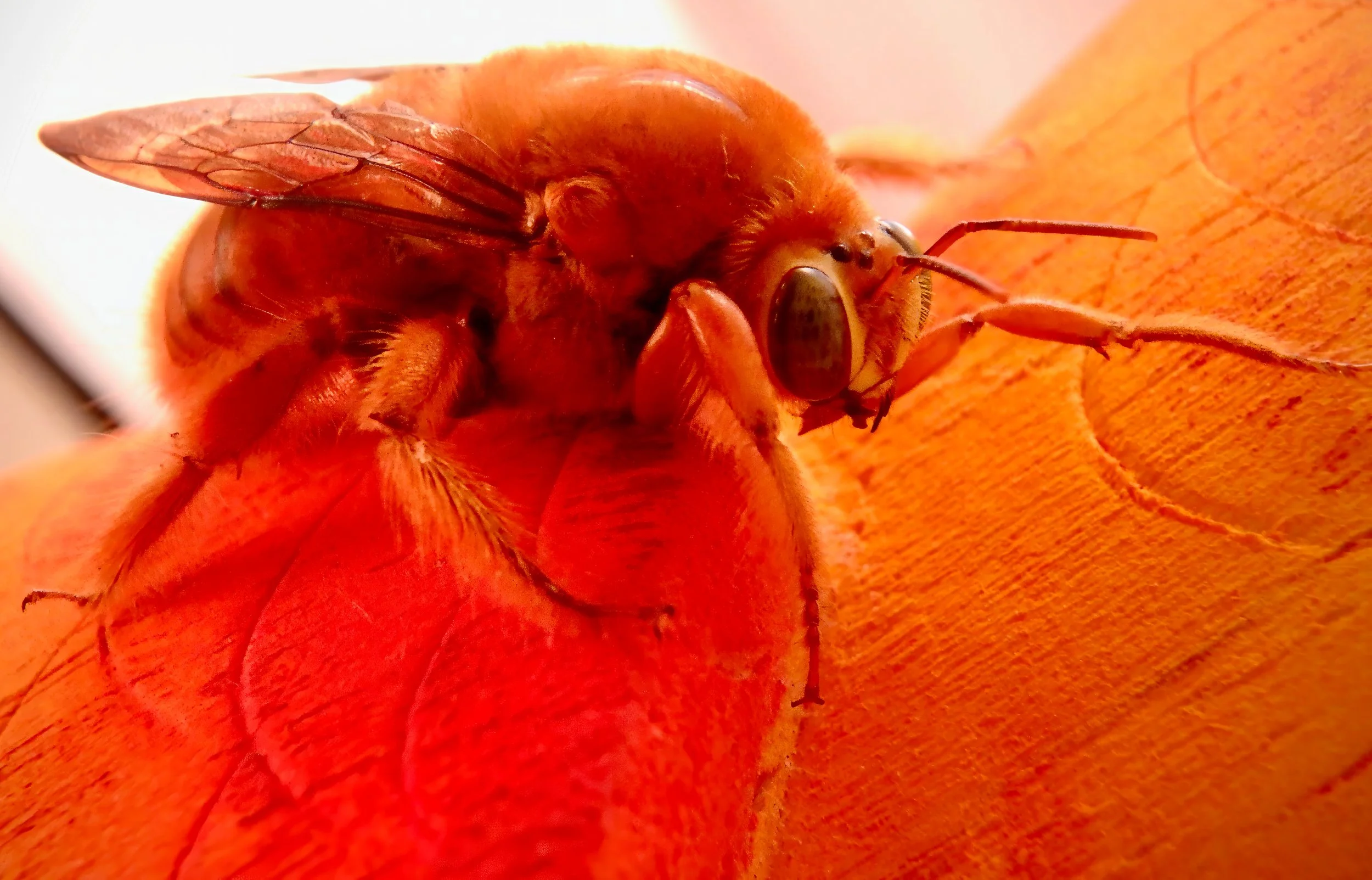 2025 Topaz Edit_Bee.jpg