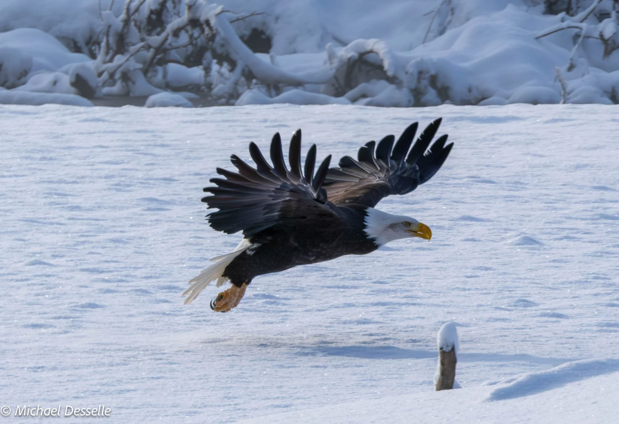 Eagle flight Cal2024.jpg