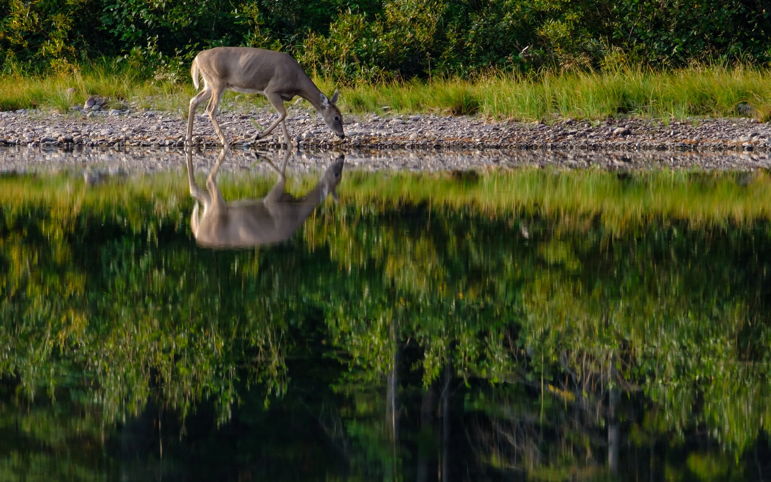 Fisher Cap Lake Deer-3.jpg