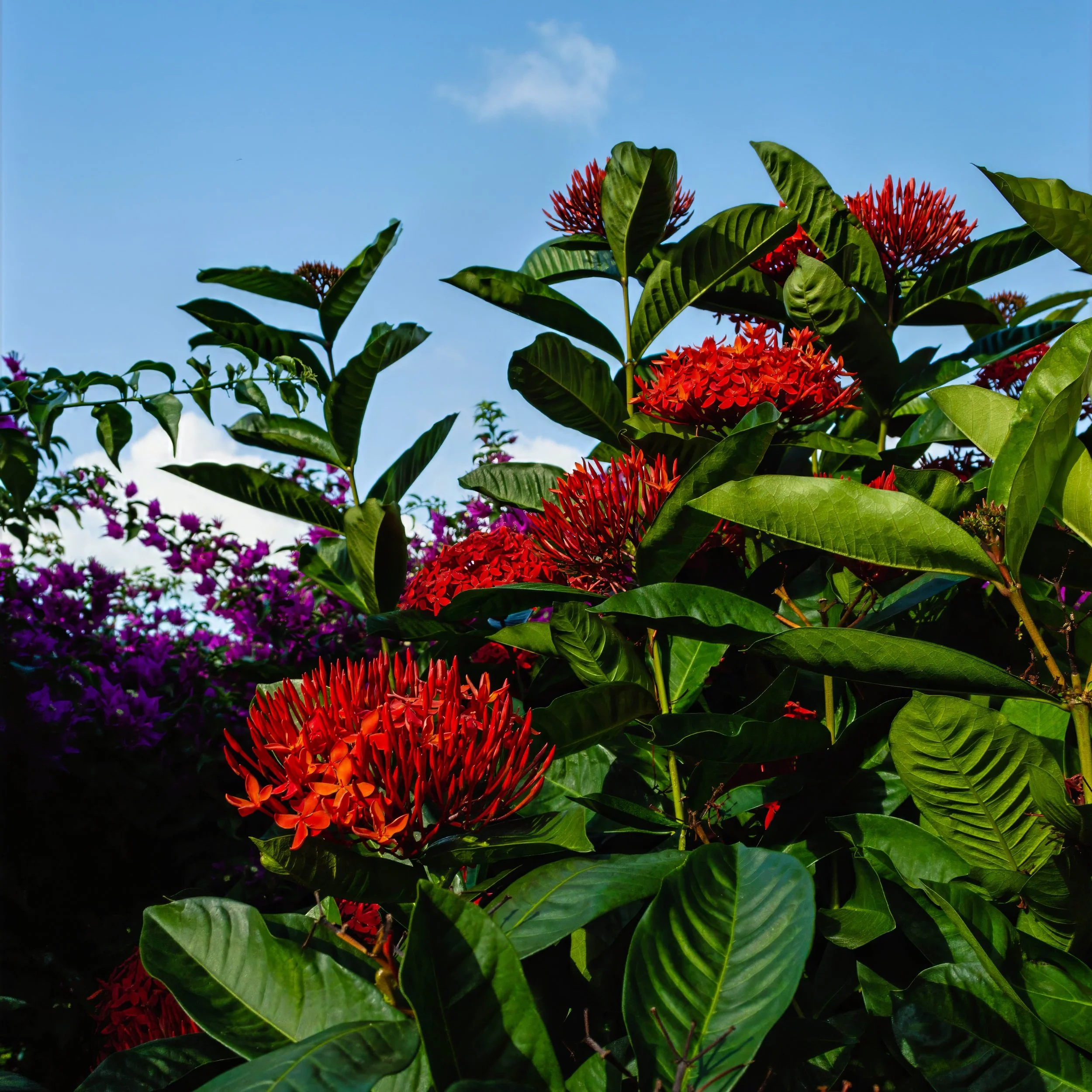 Baths Flowers _ BVI