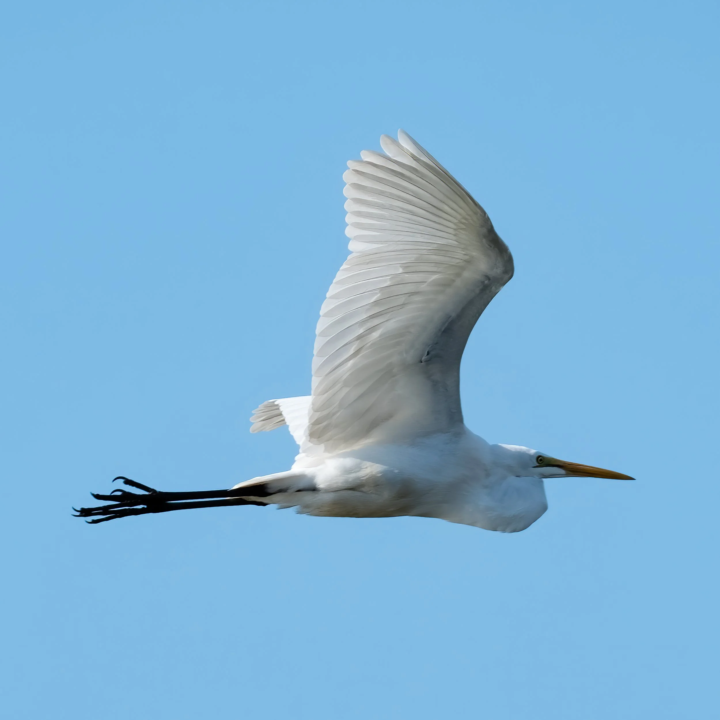 White Heron in flight