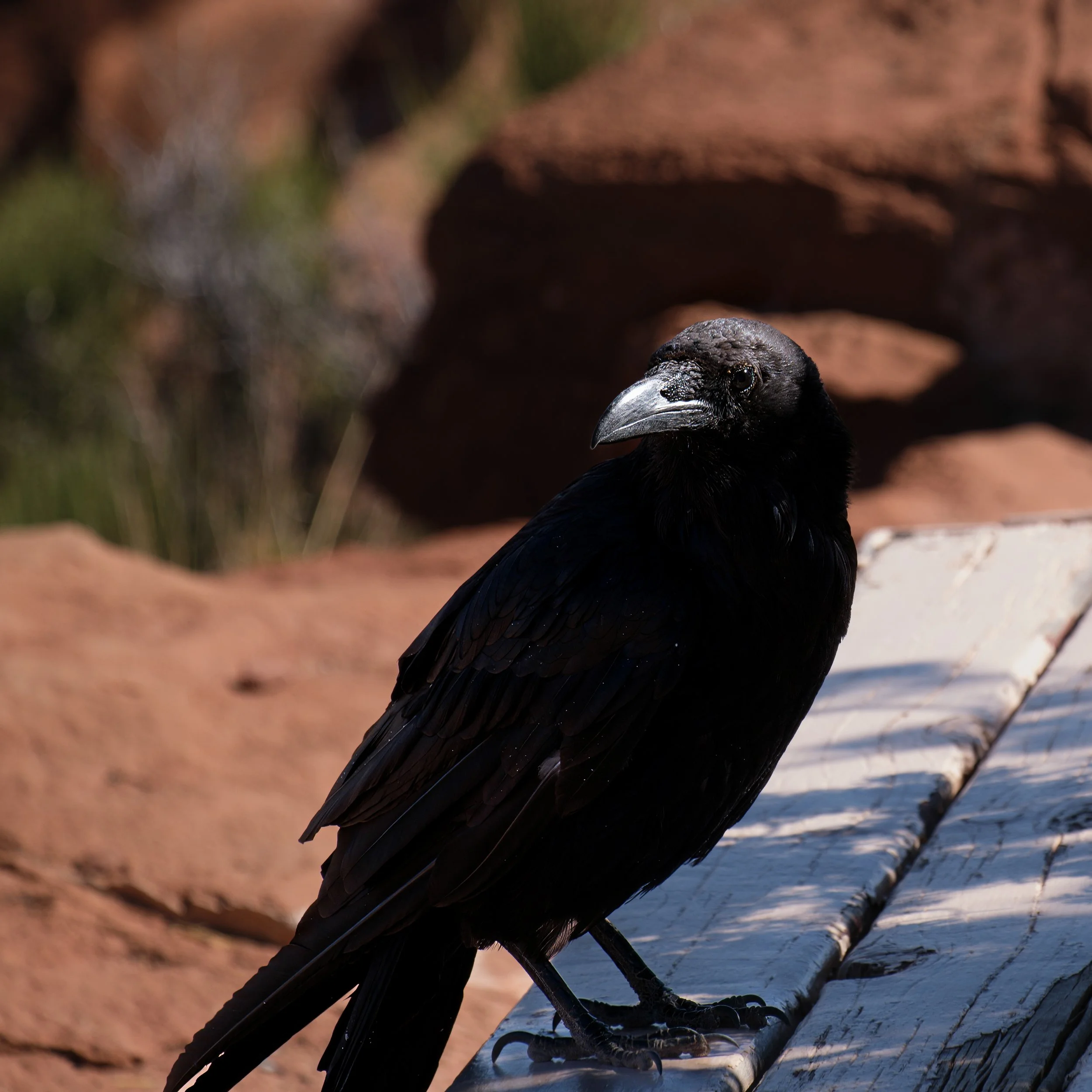 Wupatki Peublo Raven-2.jpg