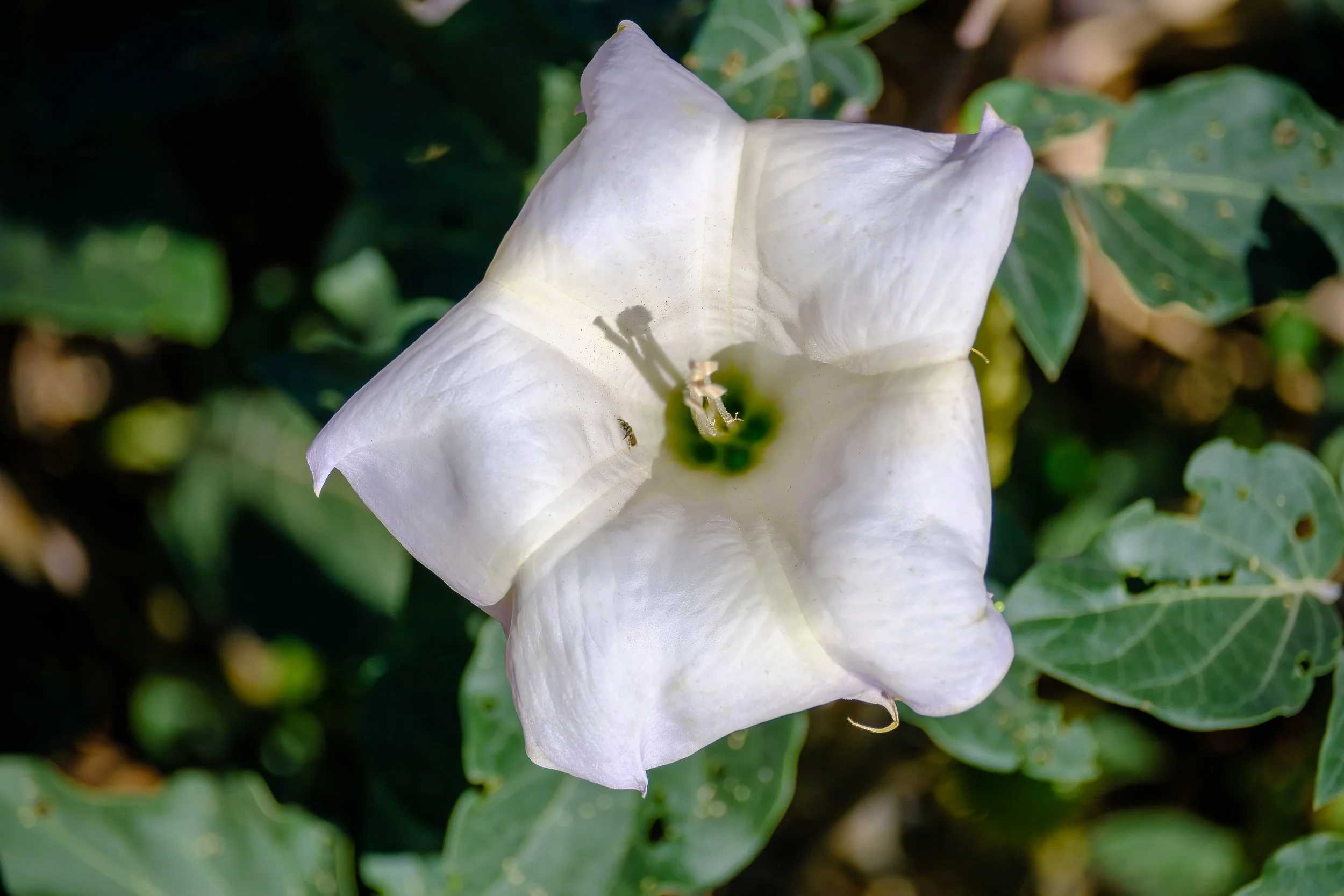 Moonflower with Ant-1.jpg