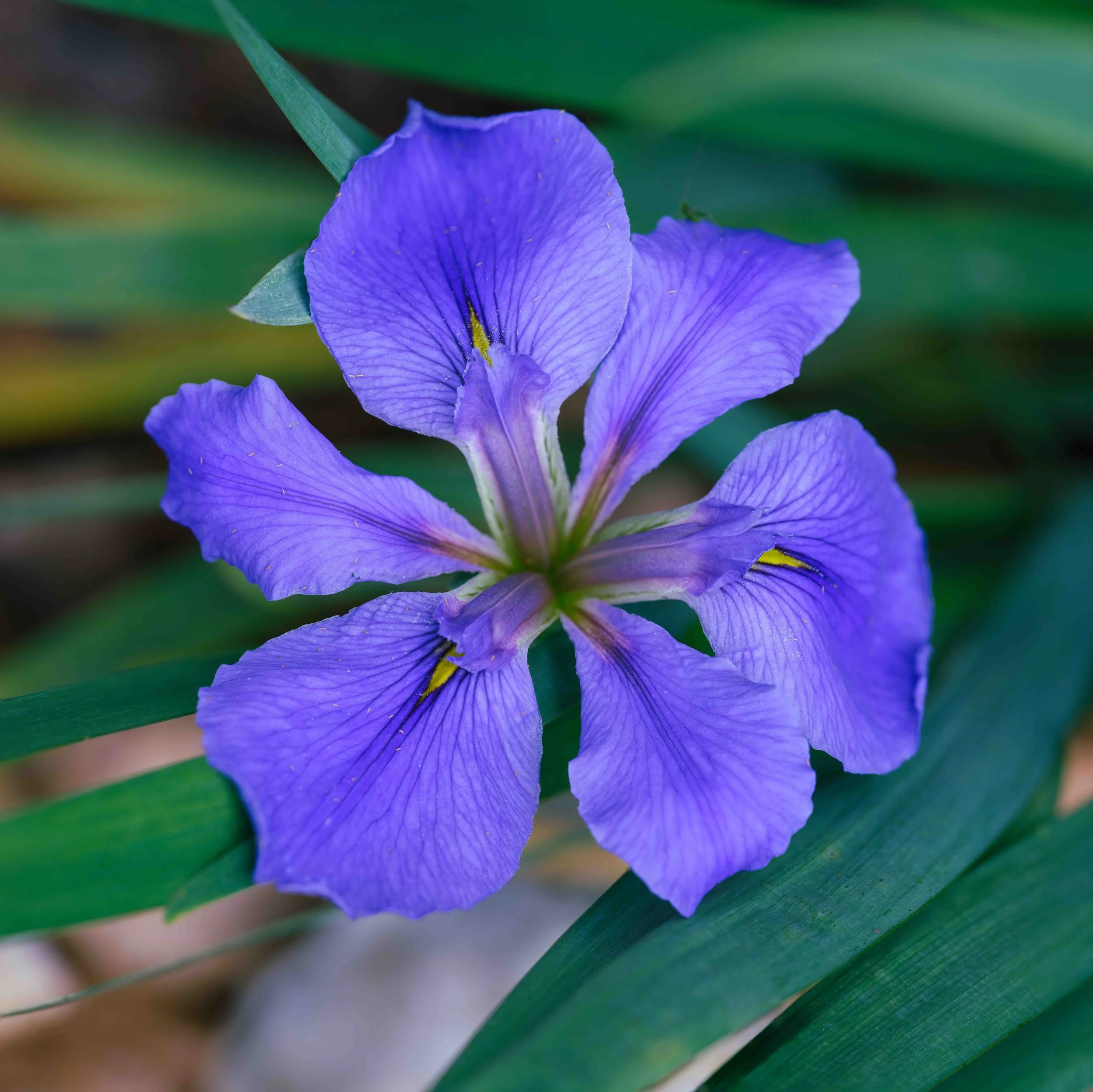 Zulu Chief Iris