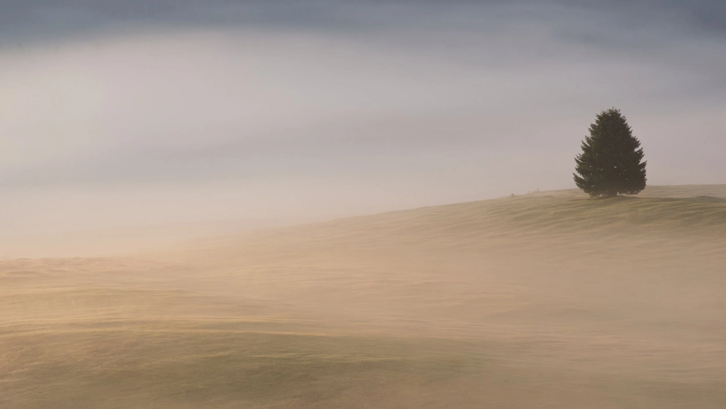 Alpe di Suisi lone tree-1.jpg