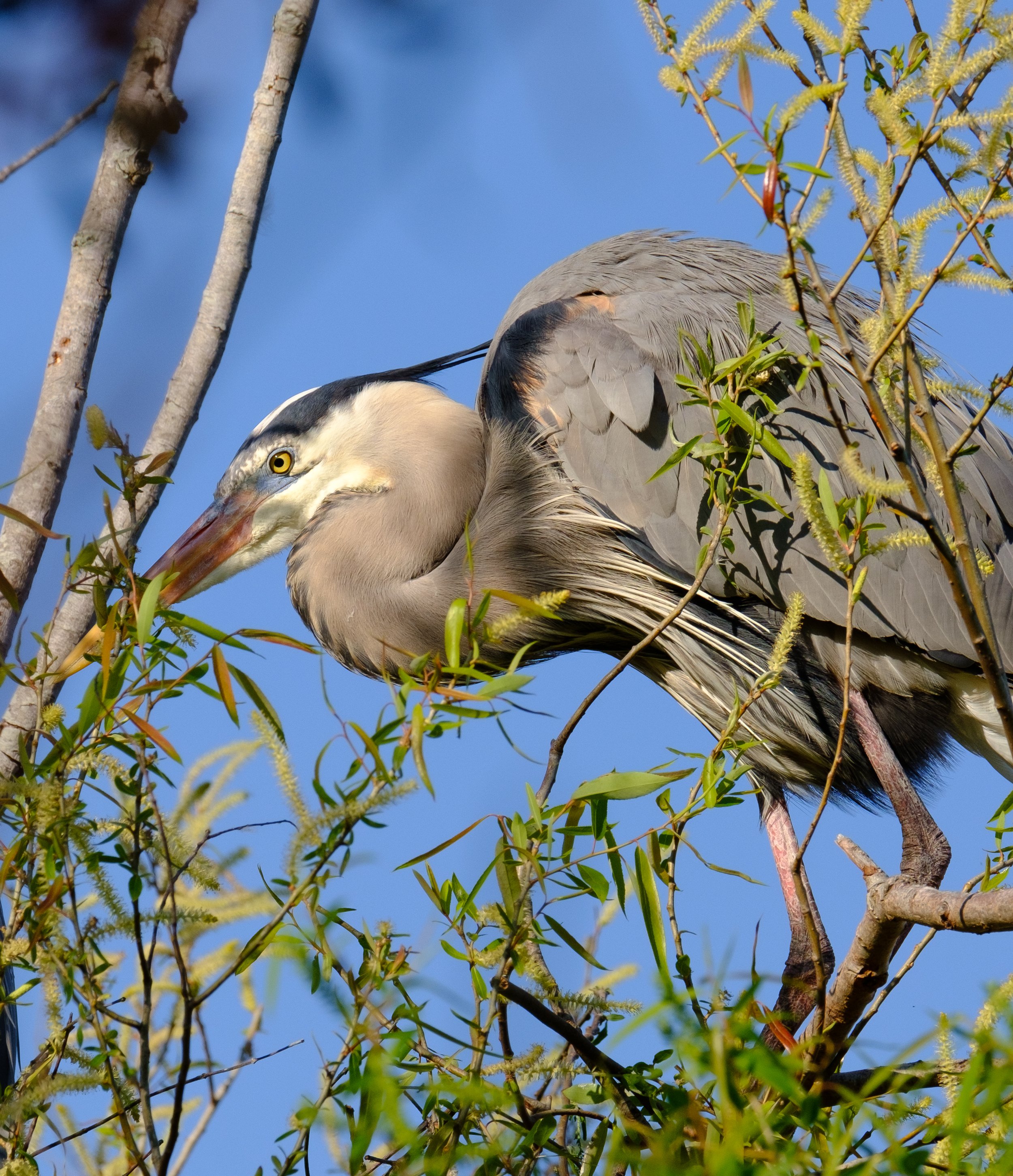 Heron-5.jpg