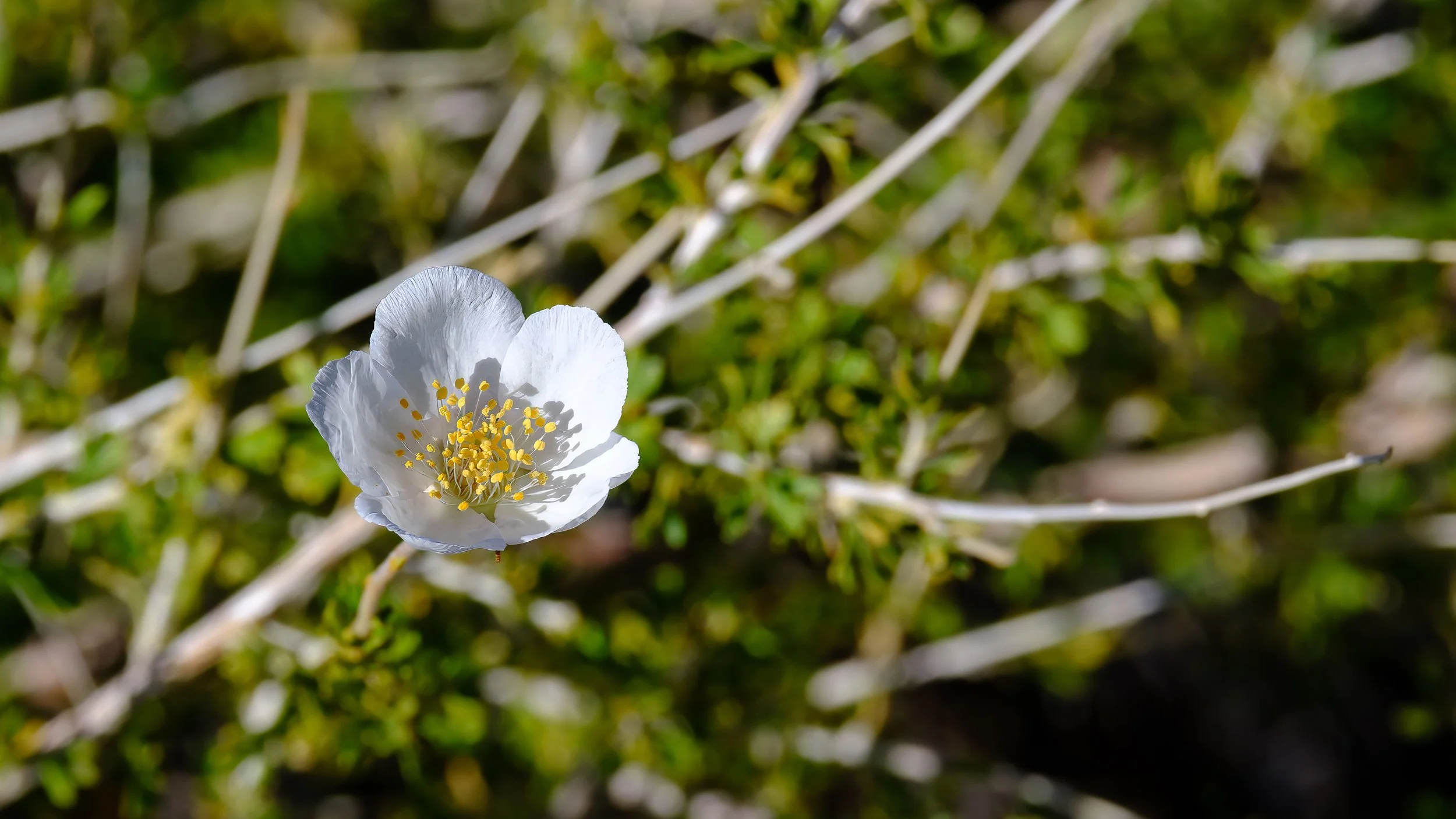 Apache Plume At Sunset Crater-3.jpg