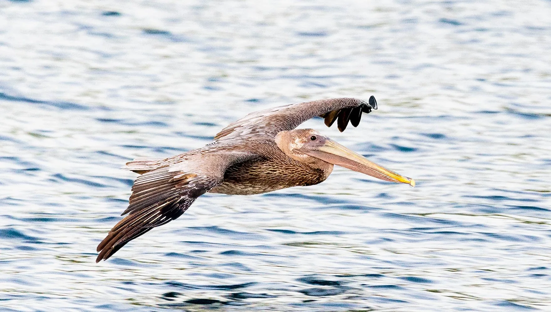 PelicansDay1-topaz-sharpen.jpg