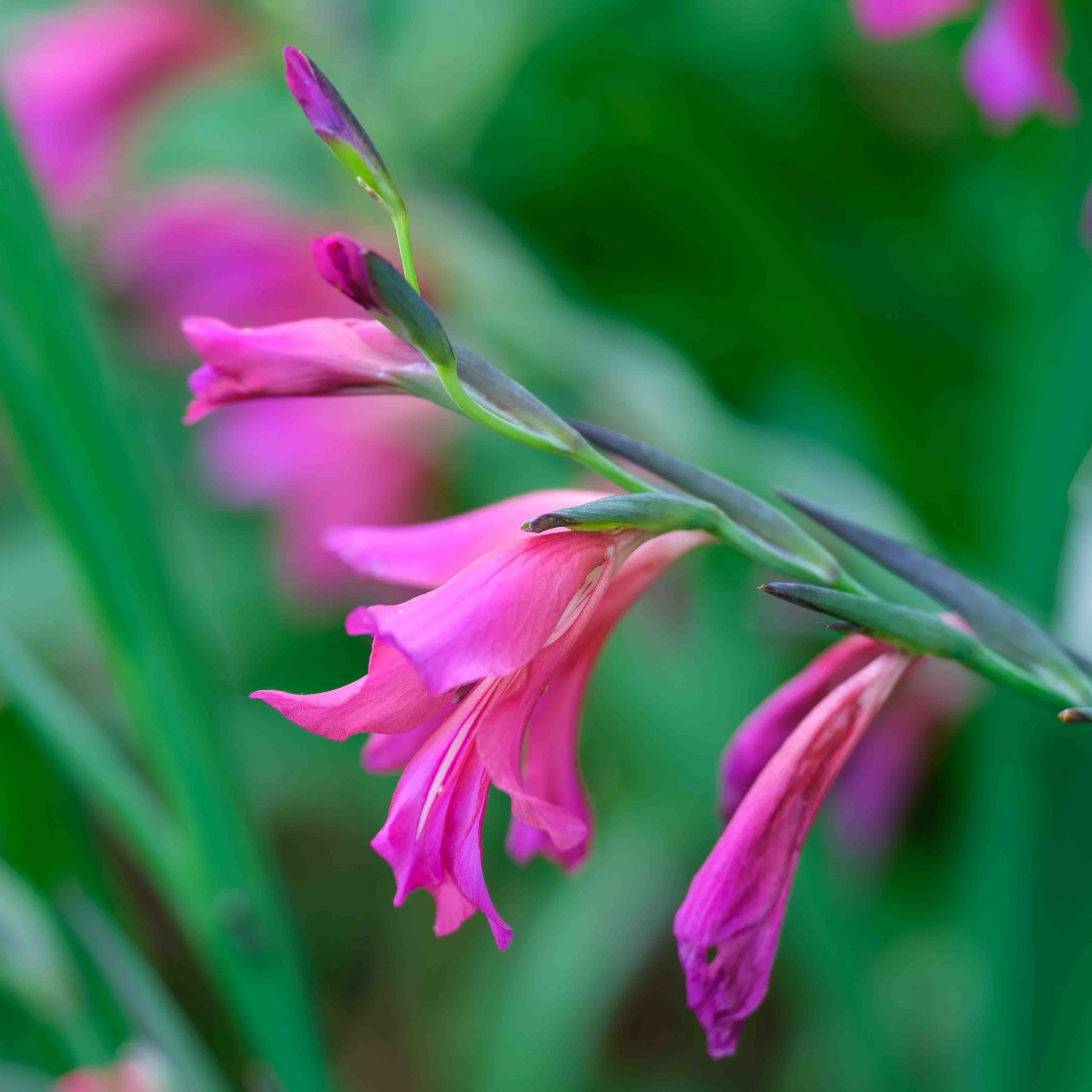 Italian Gladiolas (common sword-lily)