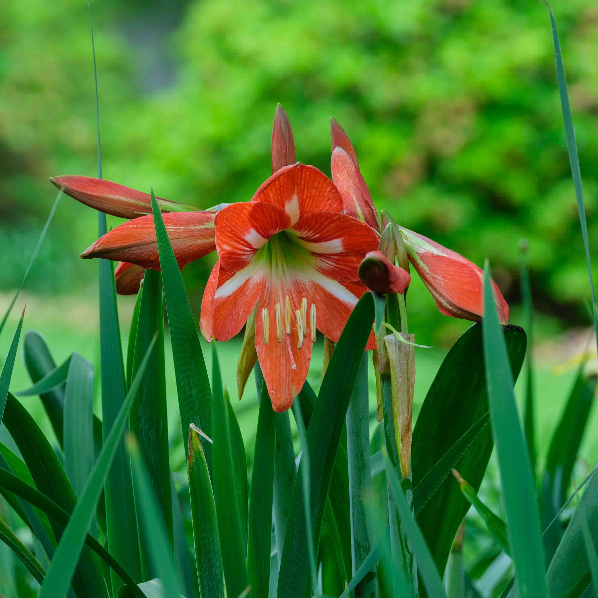 Hippeastrum